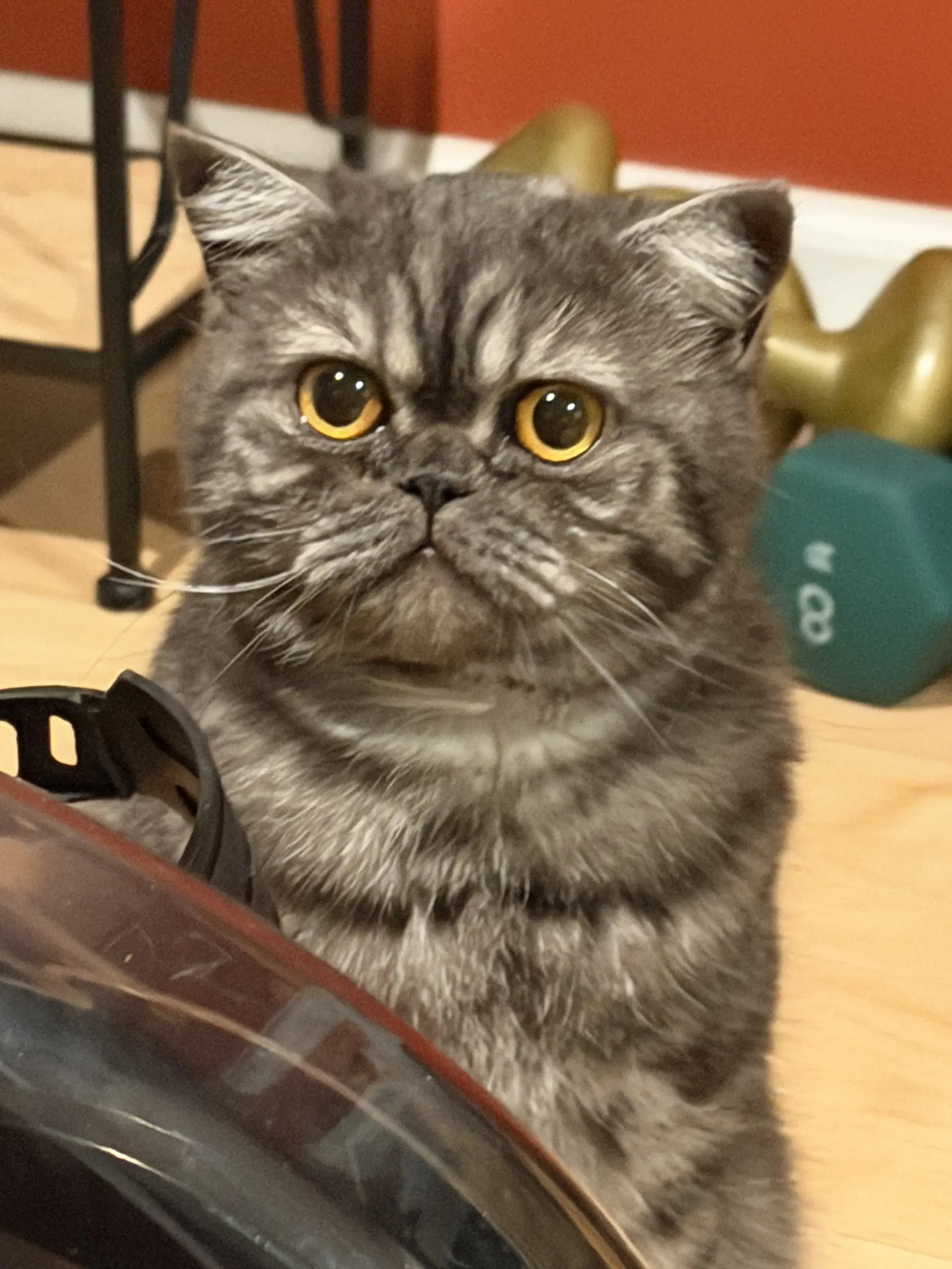 Mimi image 4