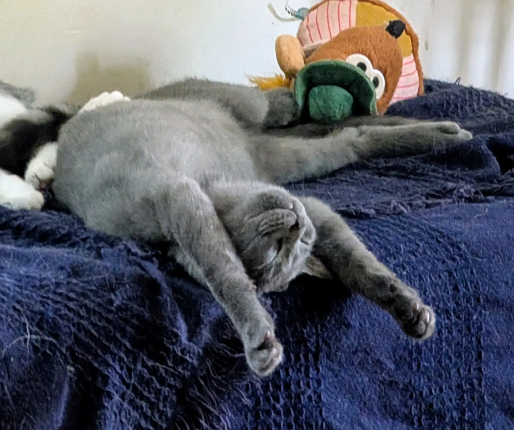 Bendy - Domestic Short Hair