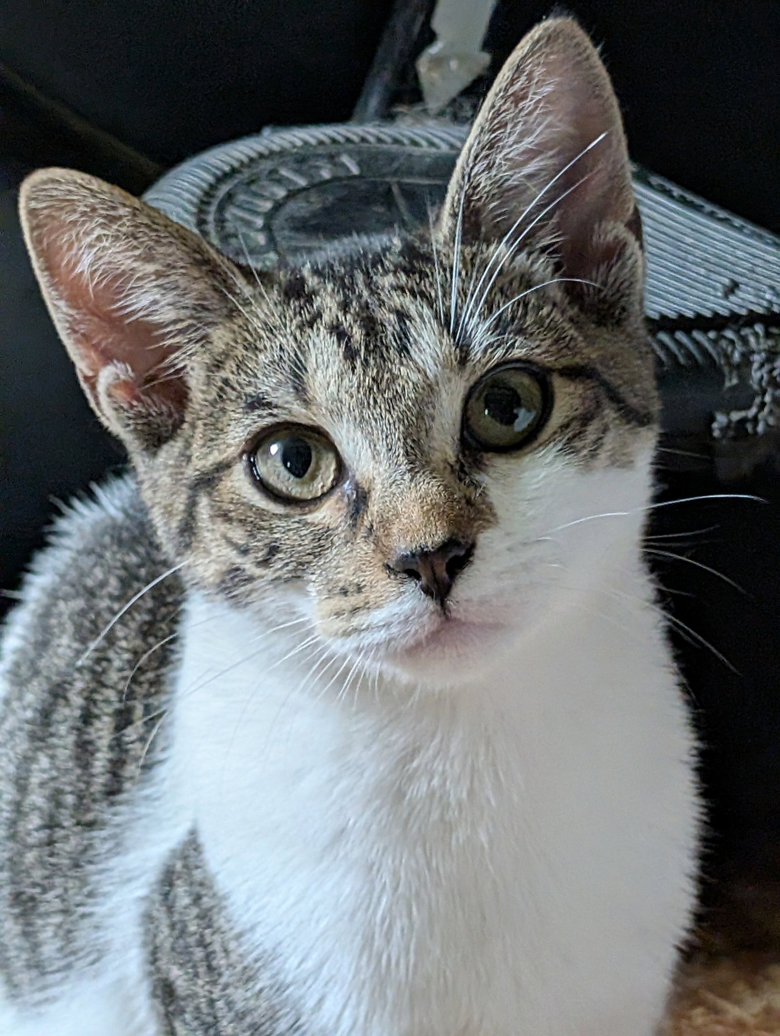 Tiny Tina, cat — photo 1 of 2