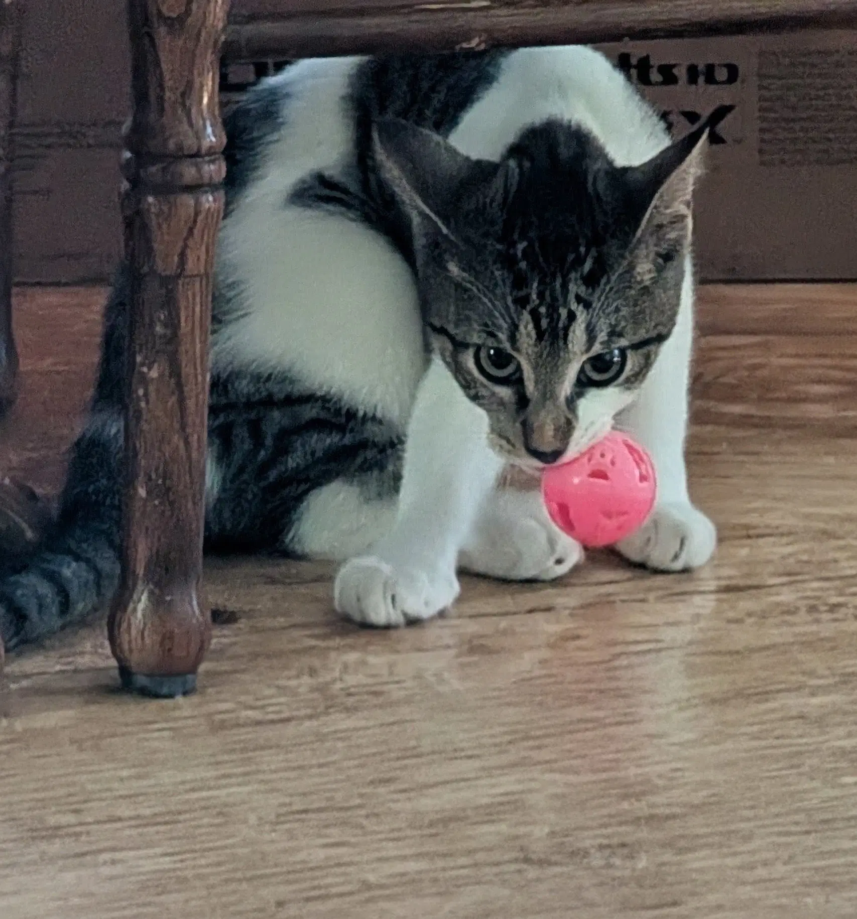Tiny Tina image 2