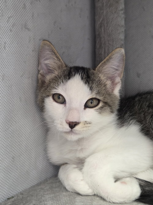 Courtesy List: Bob, a cat for adoption from Pet Adoption and Lifecare Society