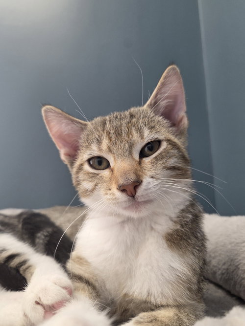 Courtesy List: Agnes, a cat for adoption from Pet Adoption and Lifecare Society