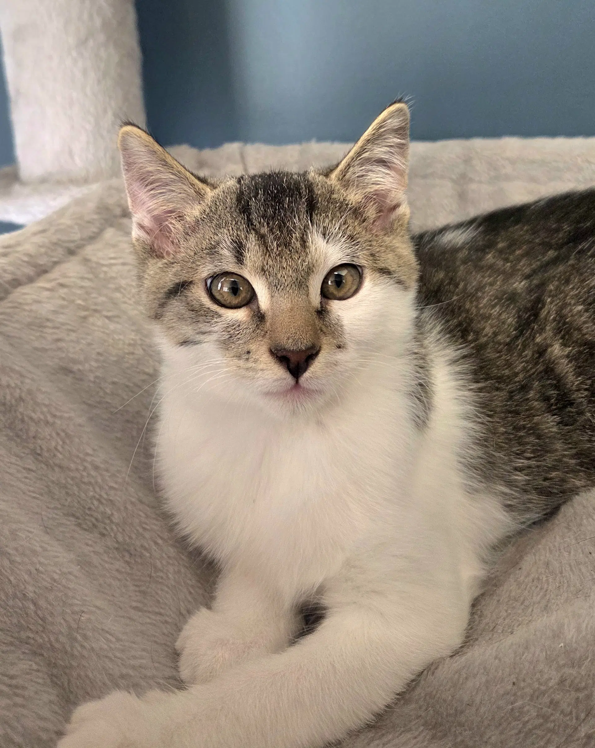Courtesy List Kevin - Domestic Short Hair