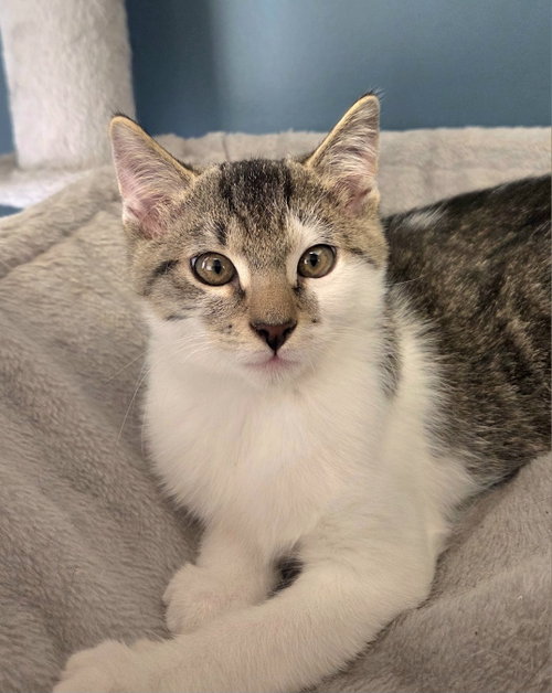 Courtesy List: Kevin, a cat for adoption from Pet Adoption and Lifecare Society