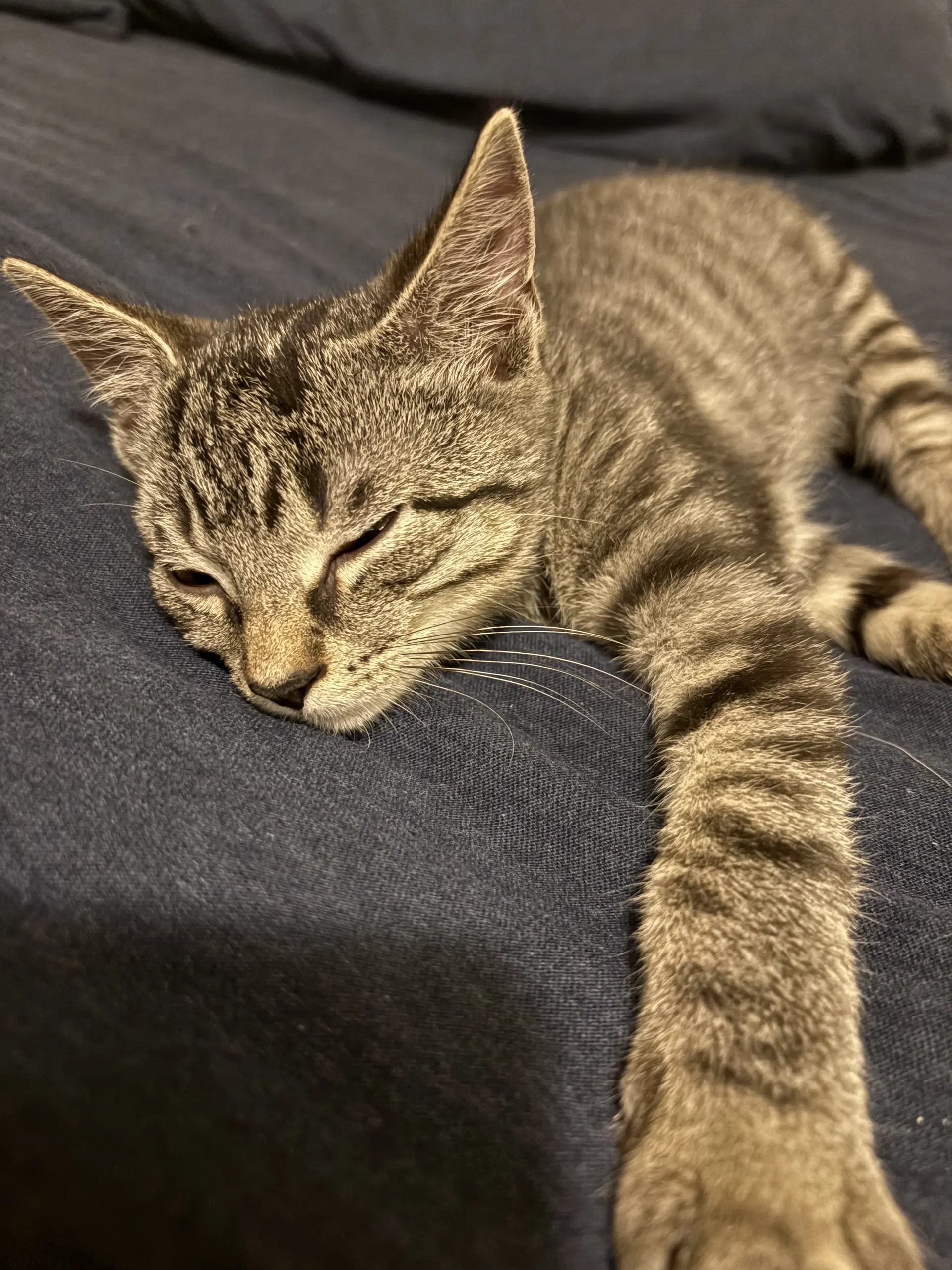 Liberty Prime - Domestic Short Hair