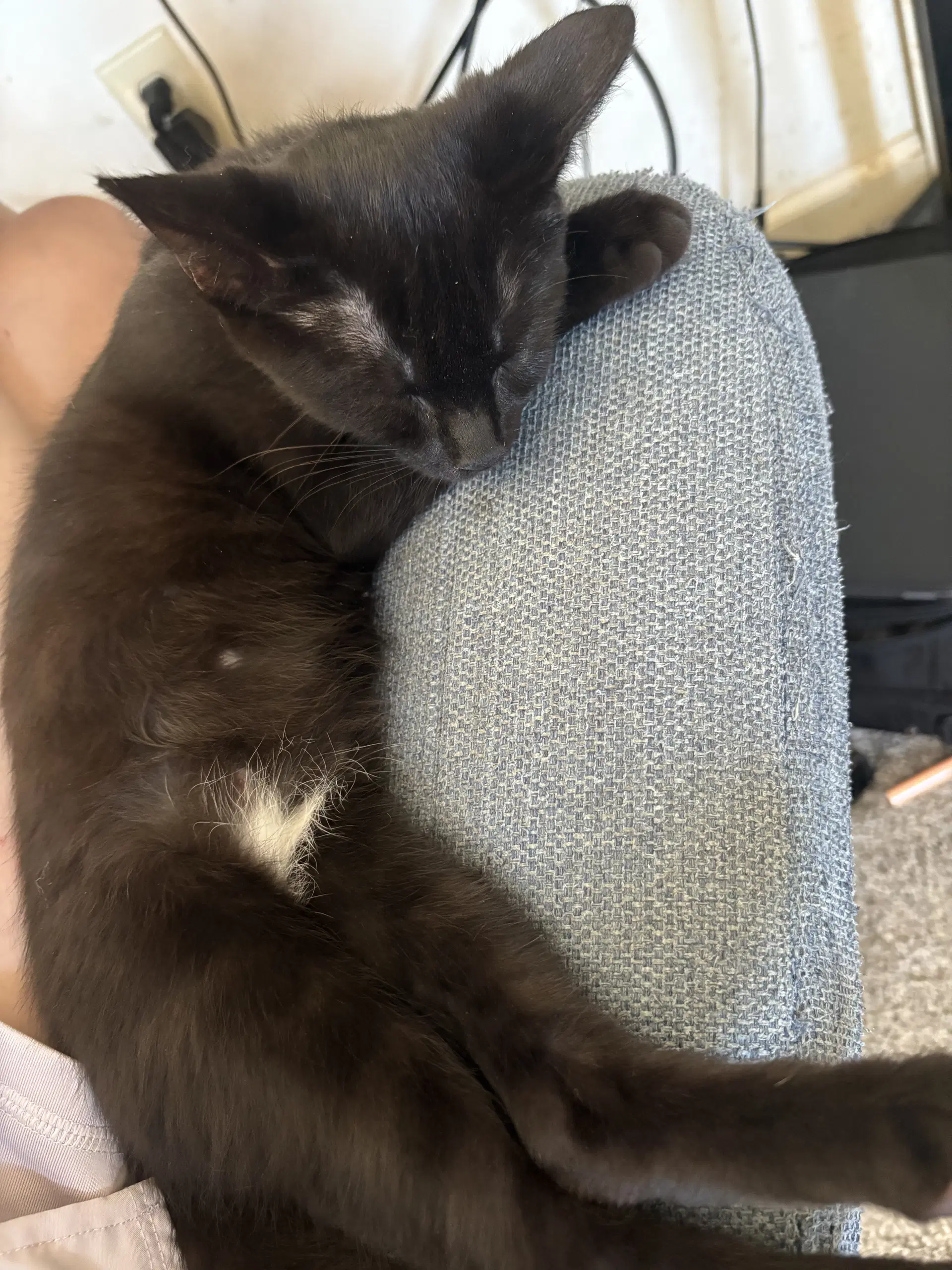 Sunrise - Domestic Short Hair
