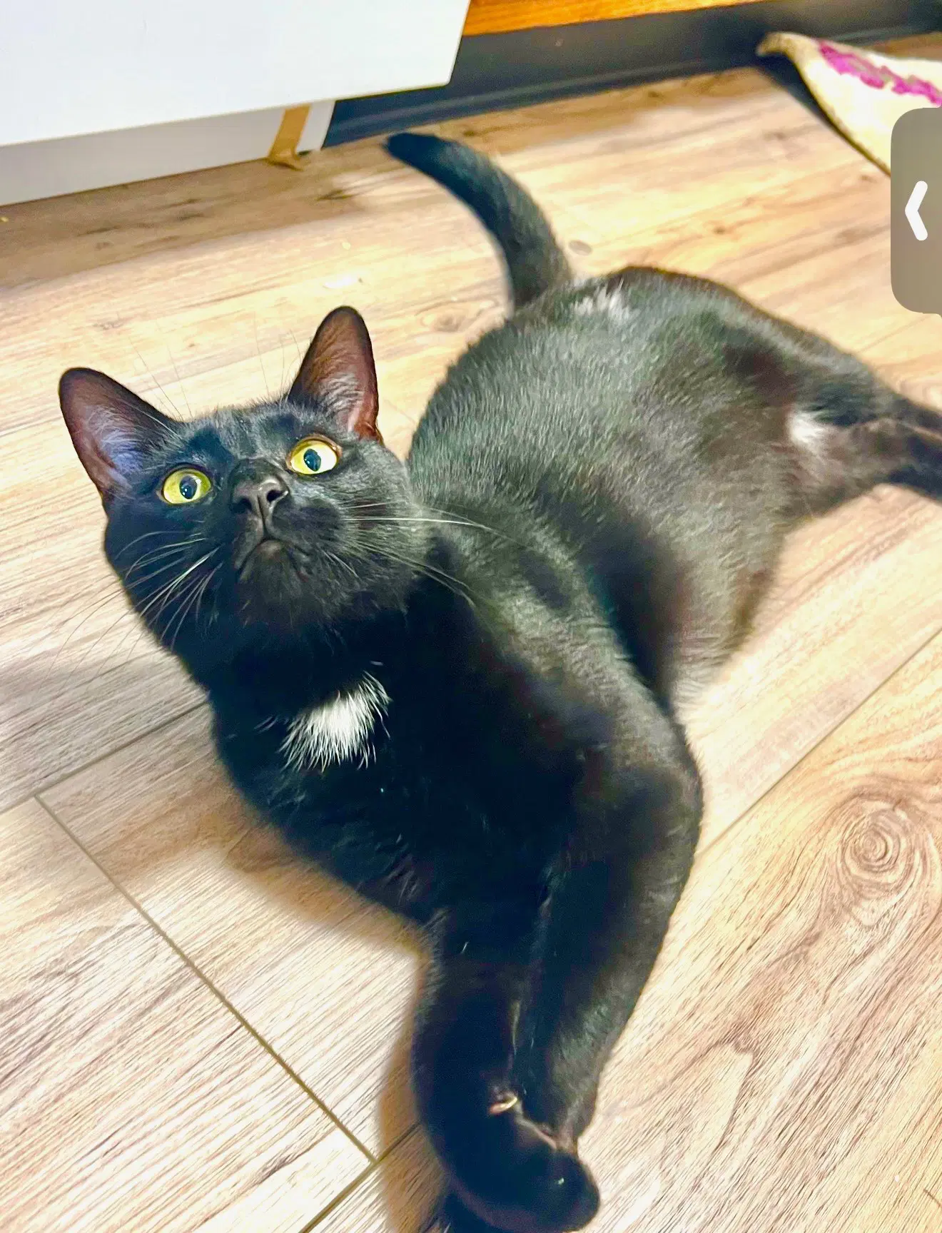 Toblerone - Domestic Short Hair