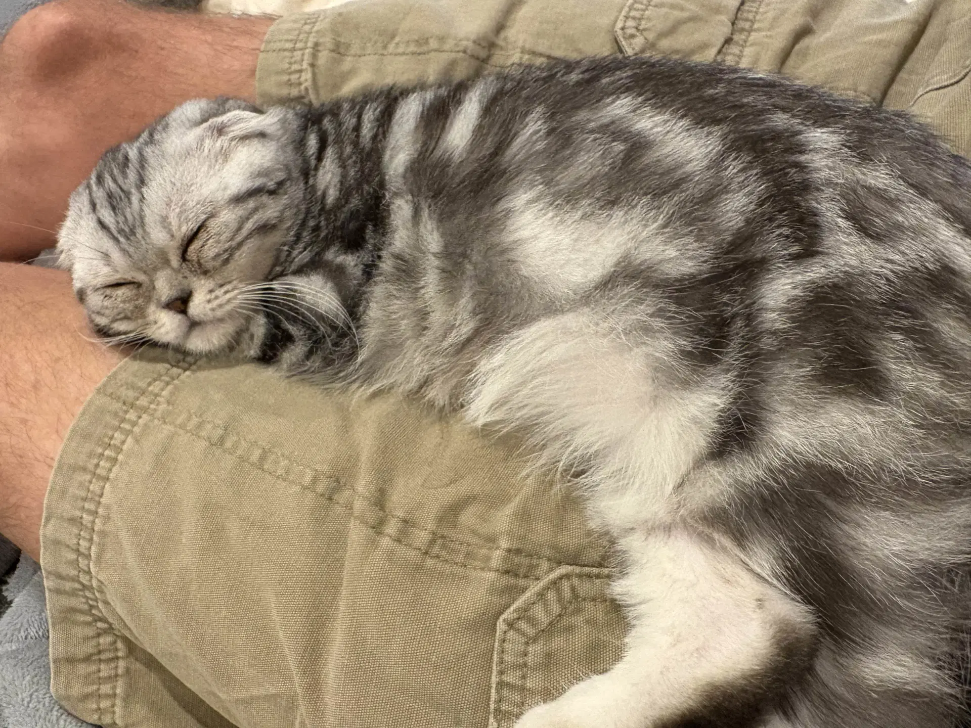 John Nolan - Scottish Fold
