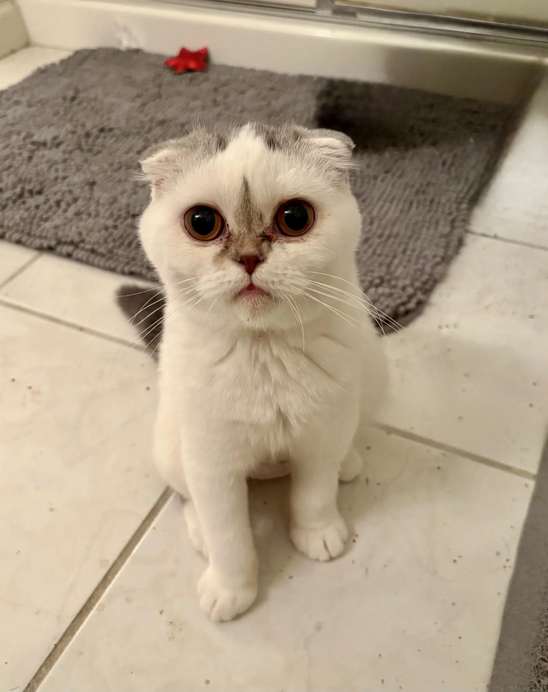 Nyla Harper - Scottish Fold