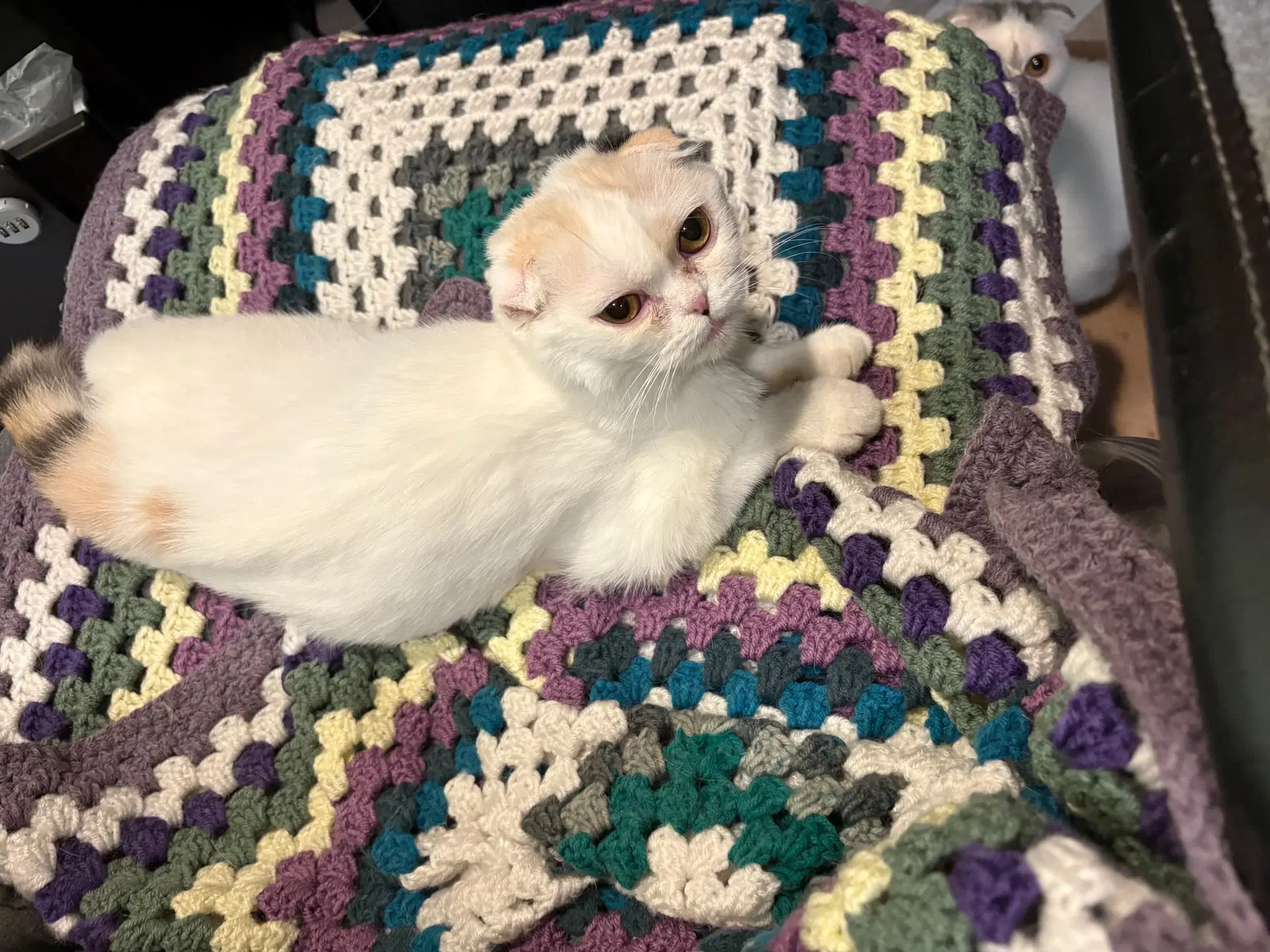Lucy Chen - Scottish Fold