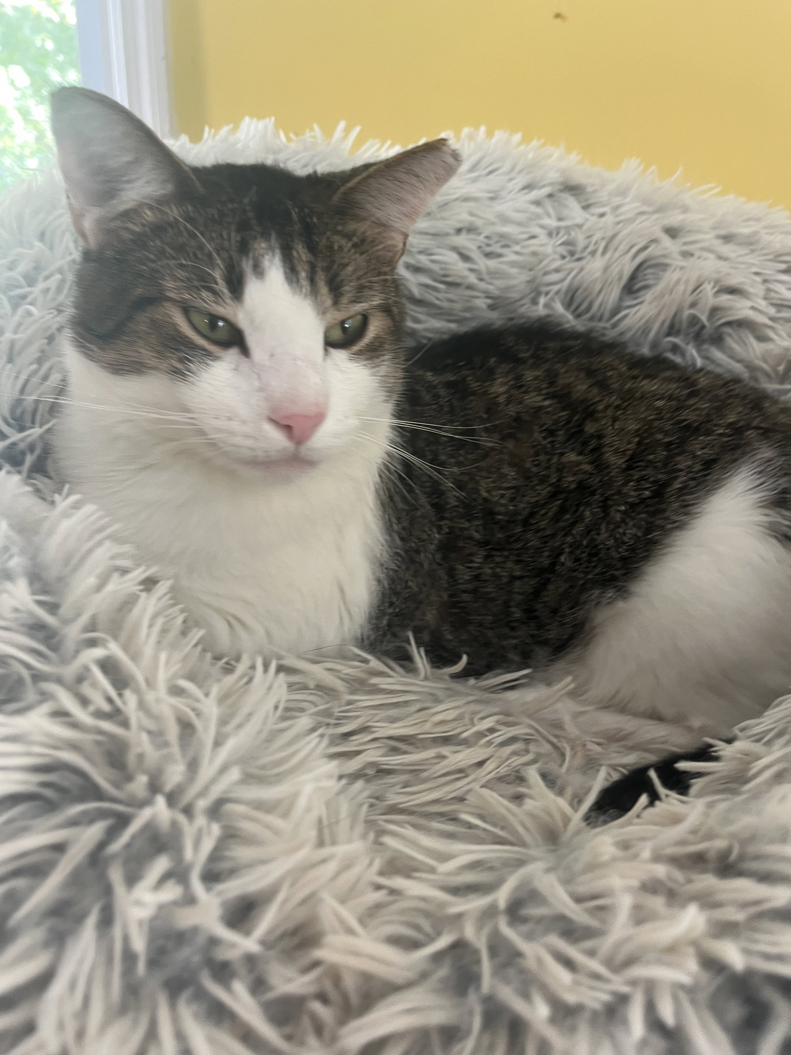 Ruskin, cat — photo 1 of 3