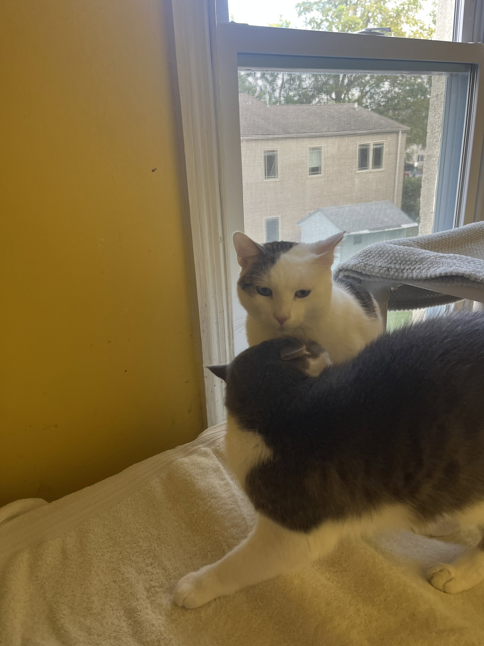 Percy, cat — photo 1 of 4