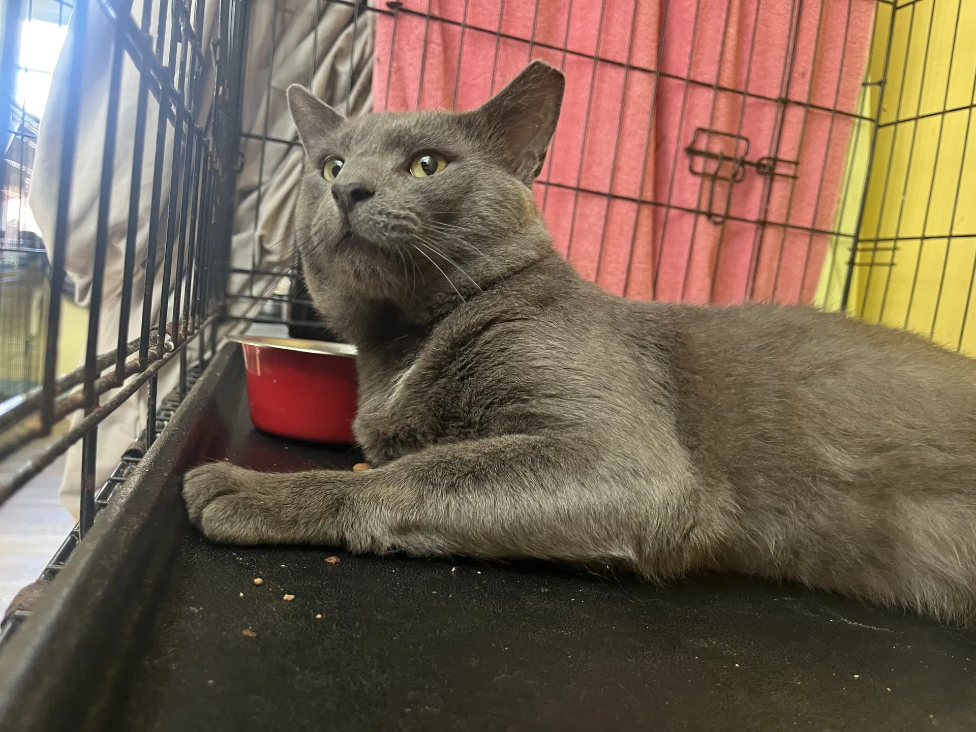 Brendt - Domestic Short Hair