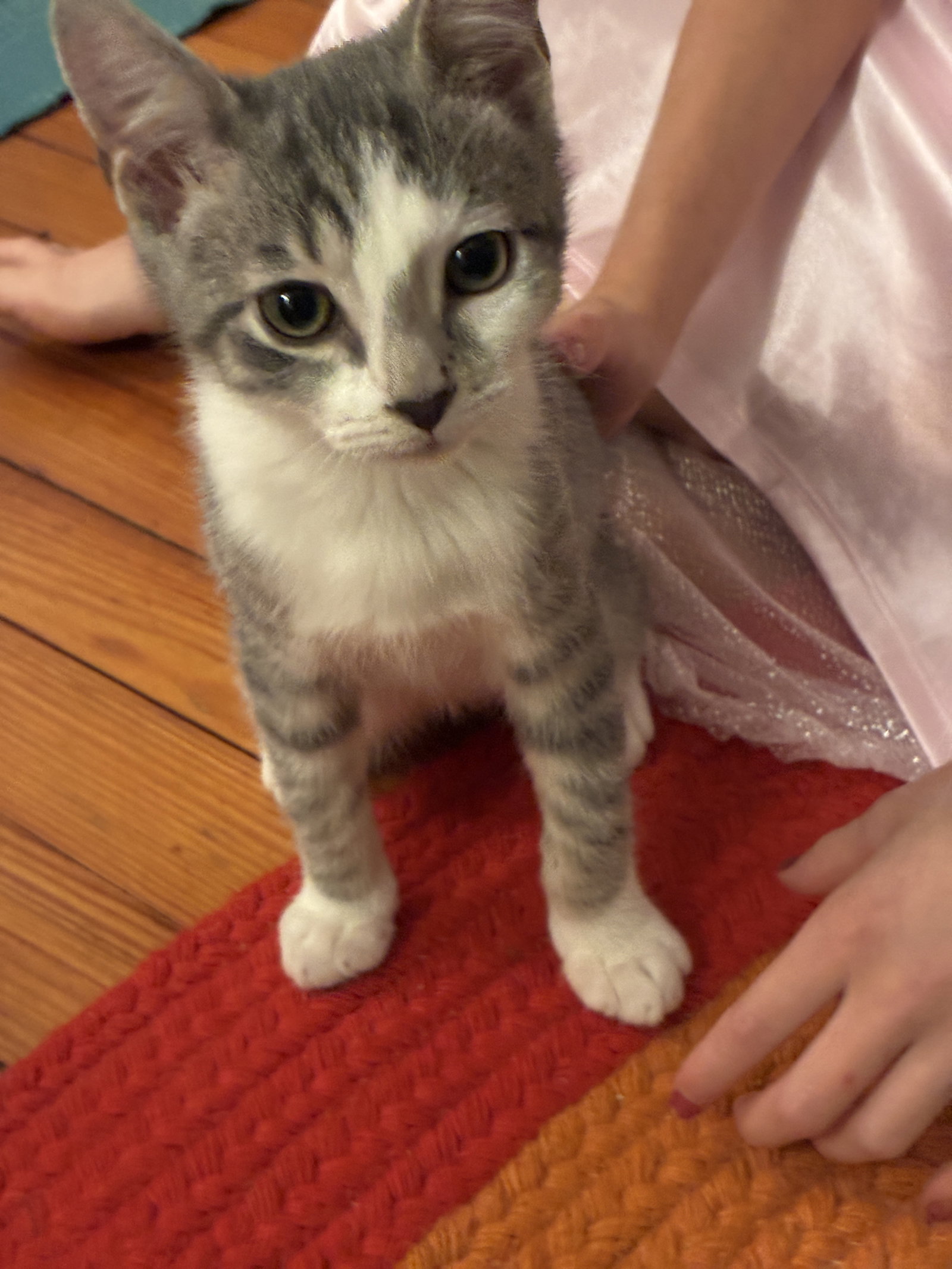 Danny, Domestic Short Hair