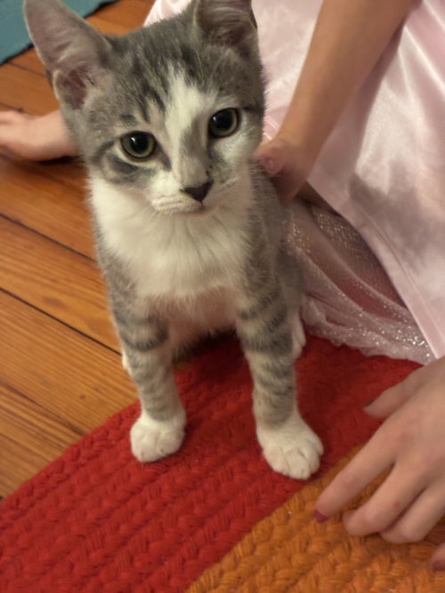 Danny, a cat for adoption from Pet Adoption and Lifecare Society