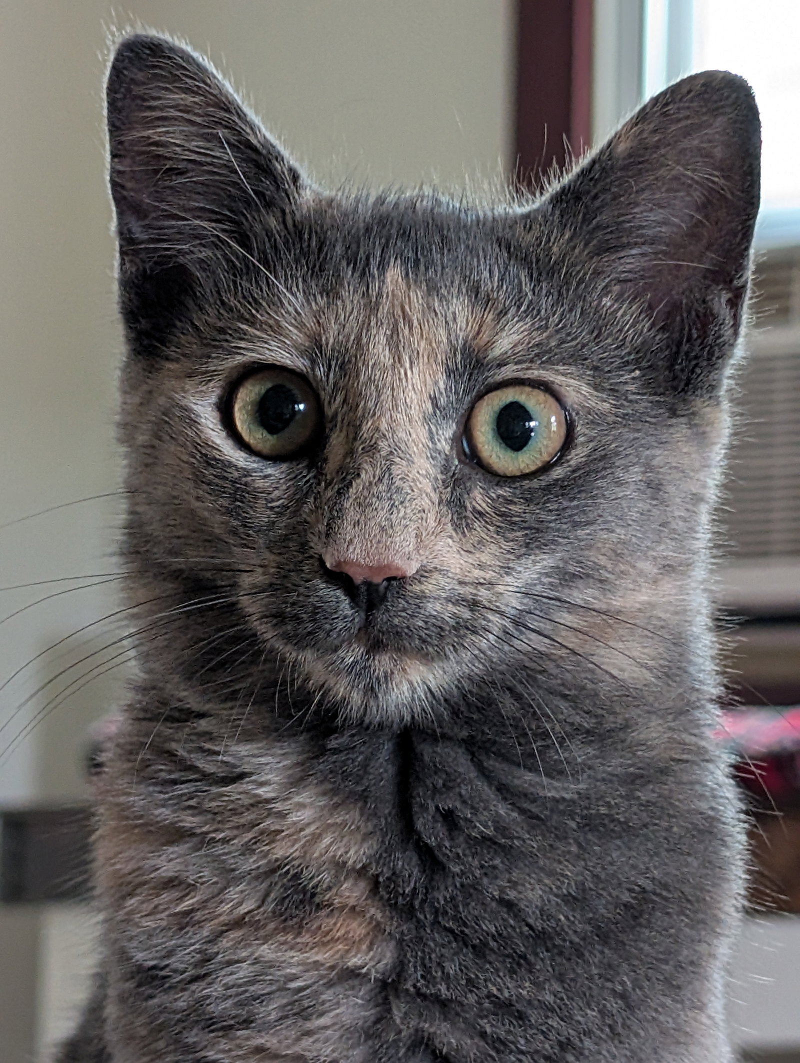 Lady Muffin, Domestic Short Hair