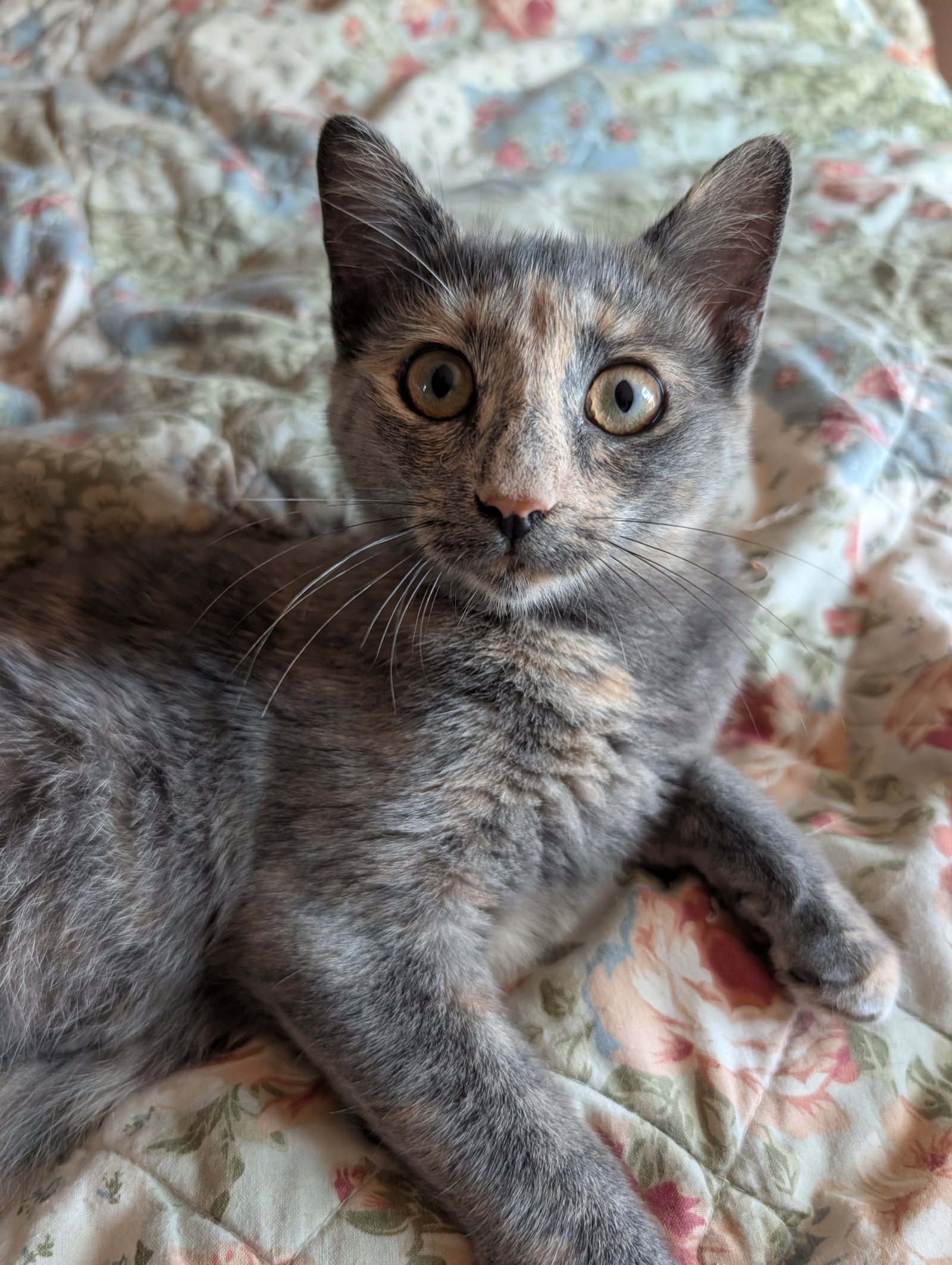 Lady Muffin, photo 2