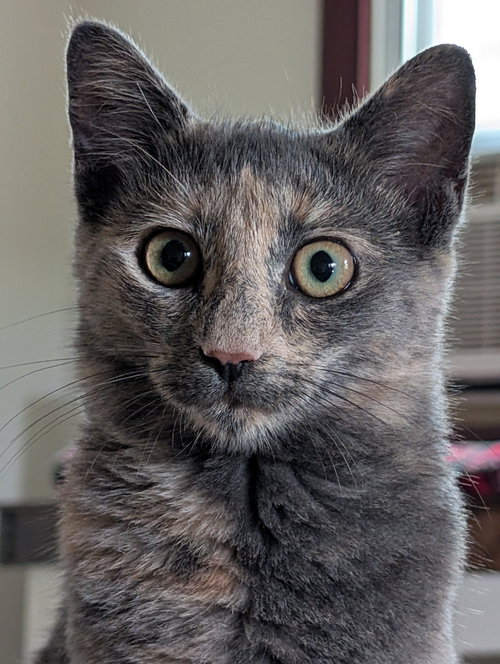 Photo 3 of Lady Muffin