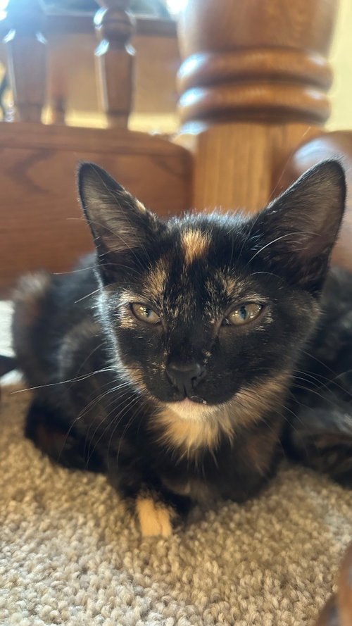Campus, a cat for adoption from Pet Adoption and Lifecare Society
