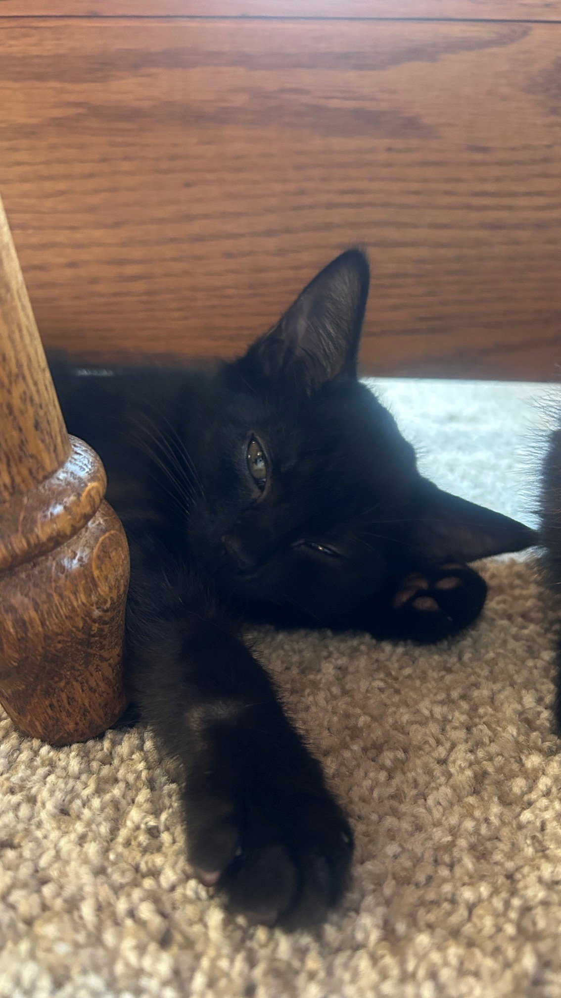 Blue Apple, Domestic Short Hair