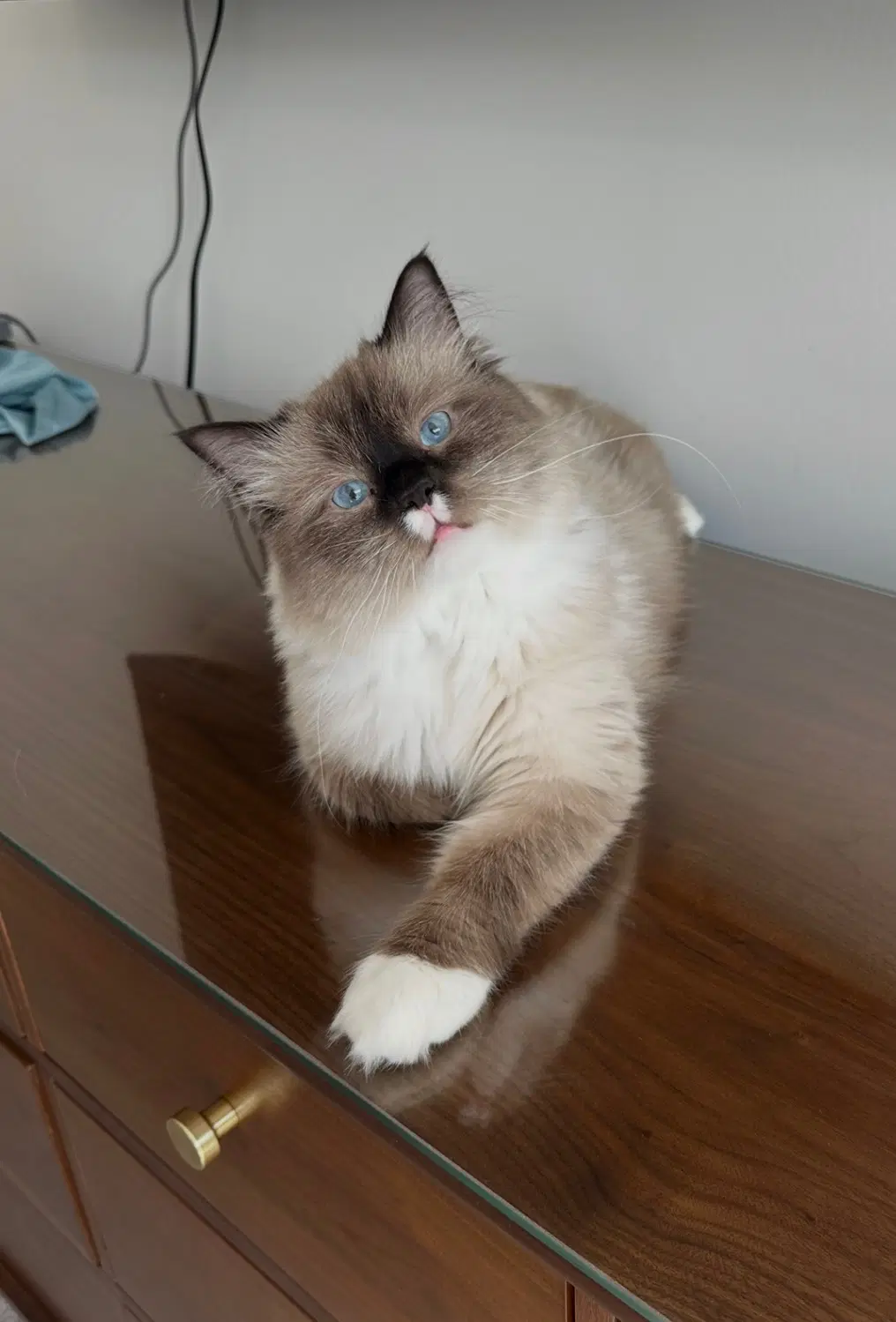 Milkshake - Ragdoll