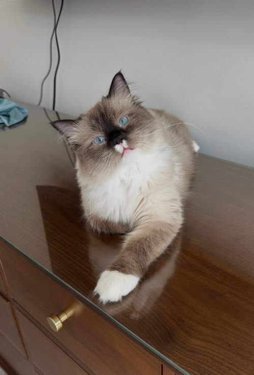 Milkshake, a cat for adoption from Pet Adoption and Lifecare Society
