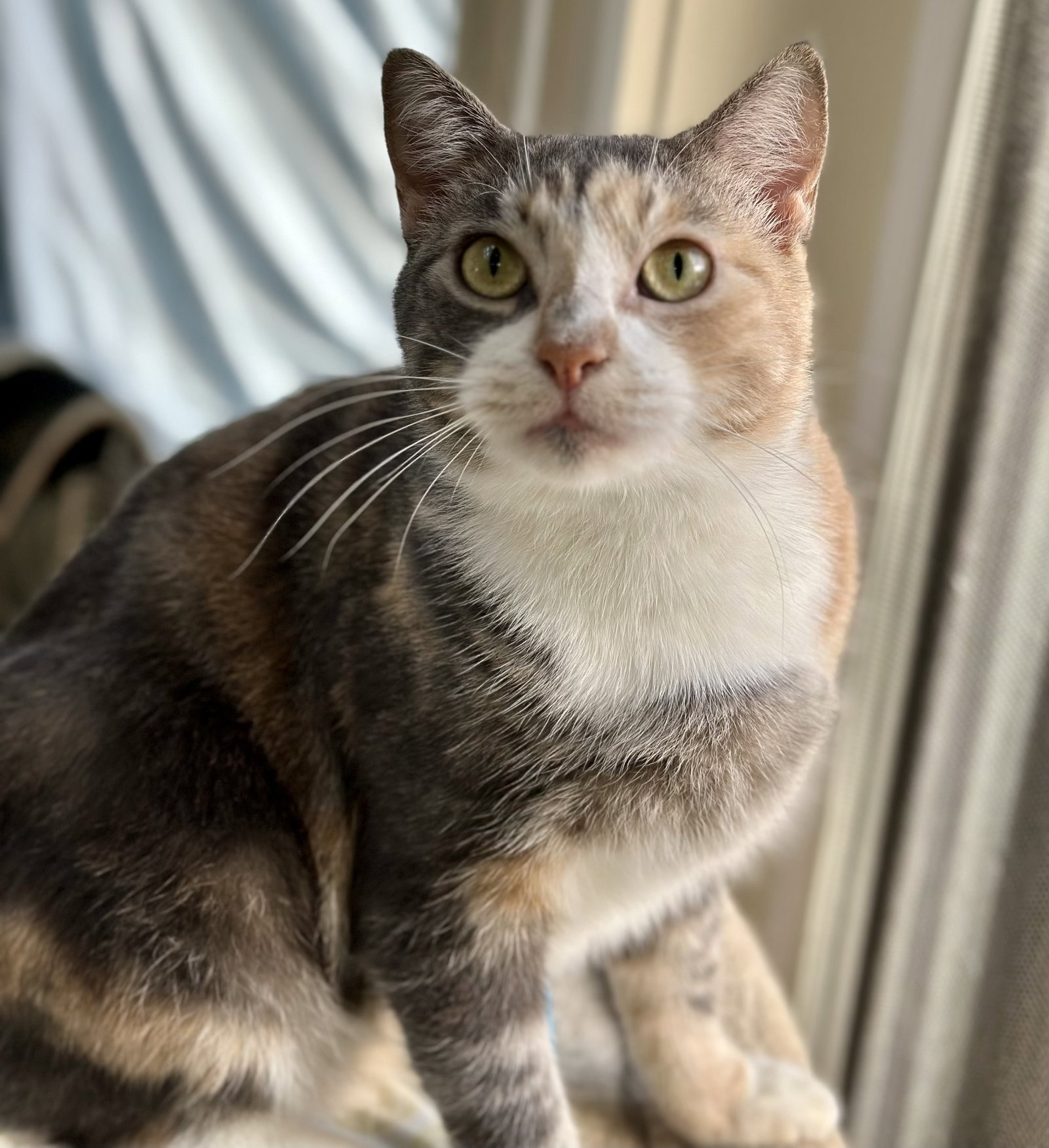 Mali, Domestic Short Hair