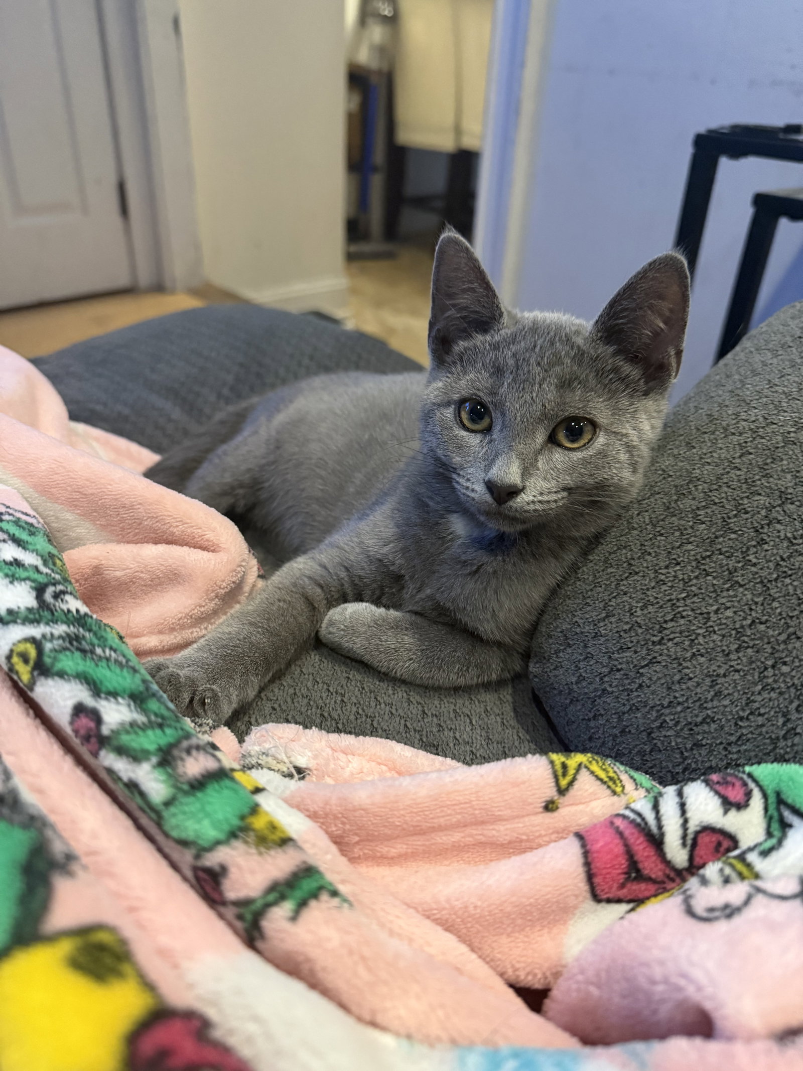 Papa Smurf, Domestic Short Hair