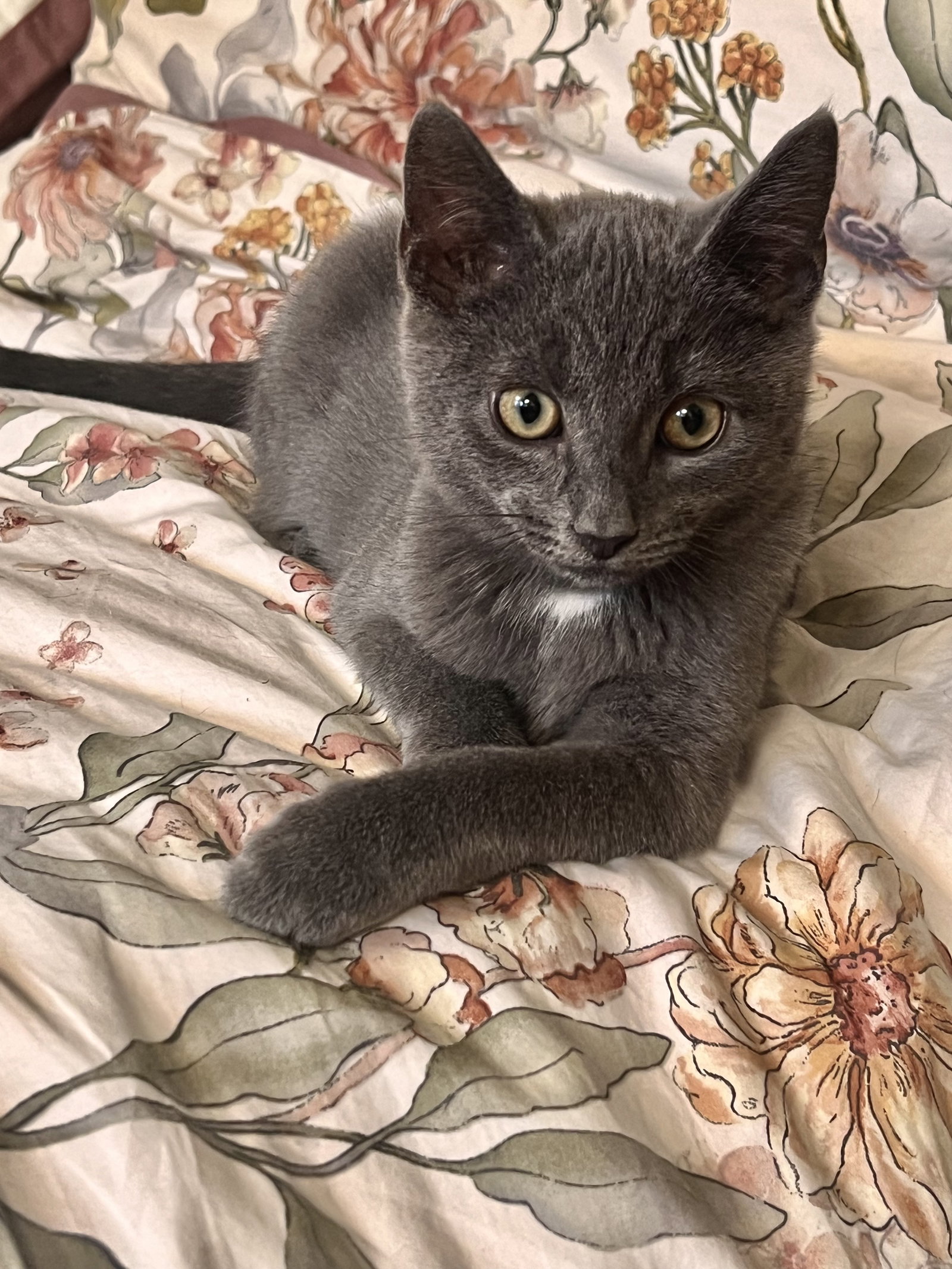Smurfie, Domestic Short Hair