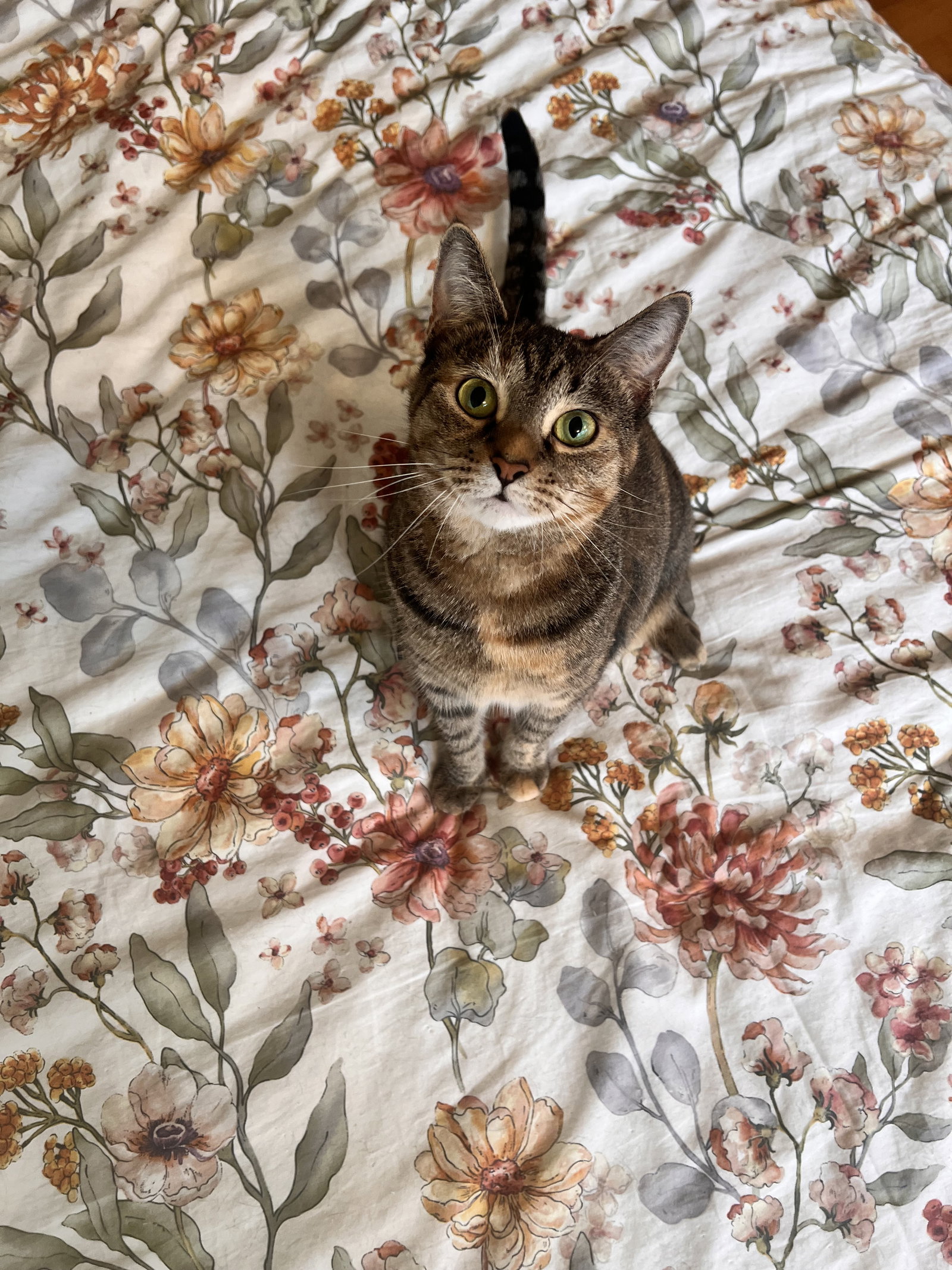 Cafe Au Lait, Domestic Short Hair