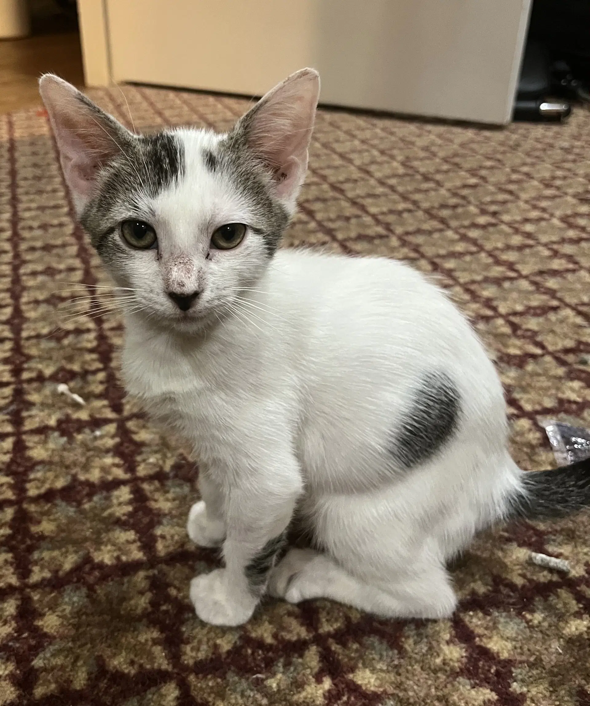 Gamma - Domestic Short Hair