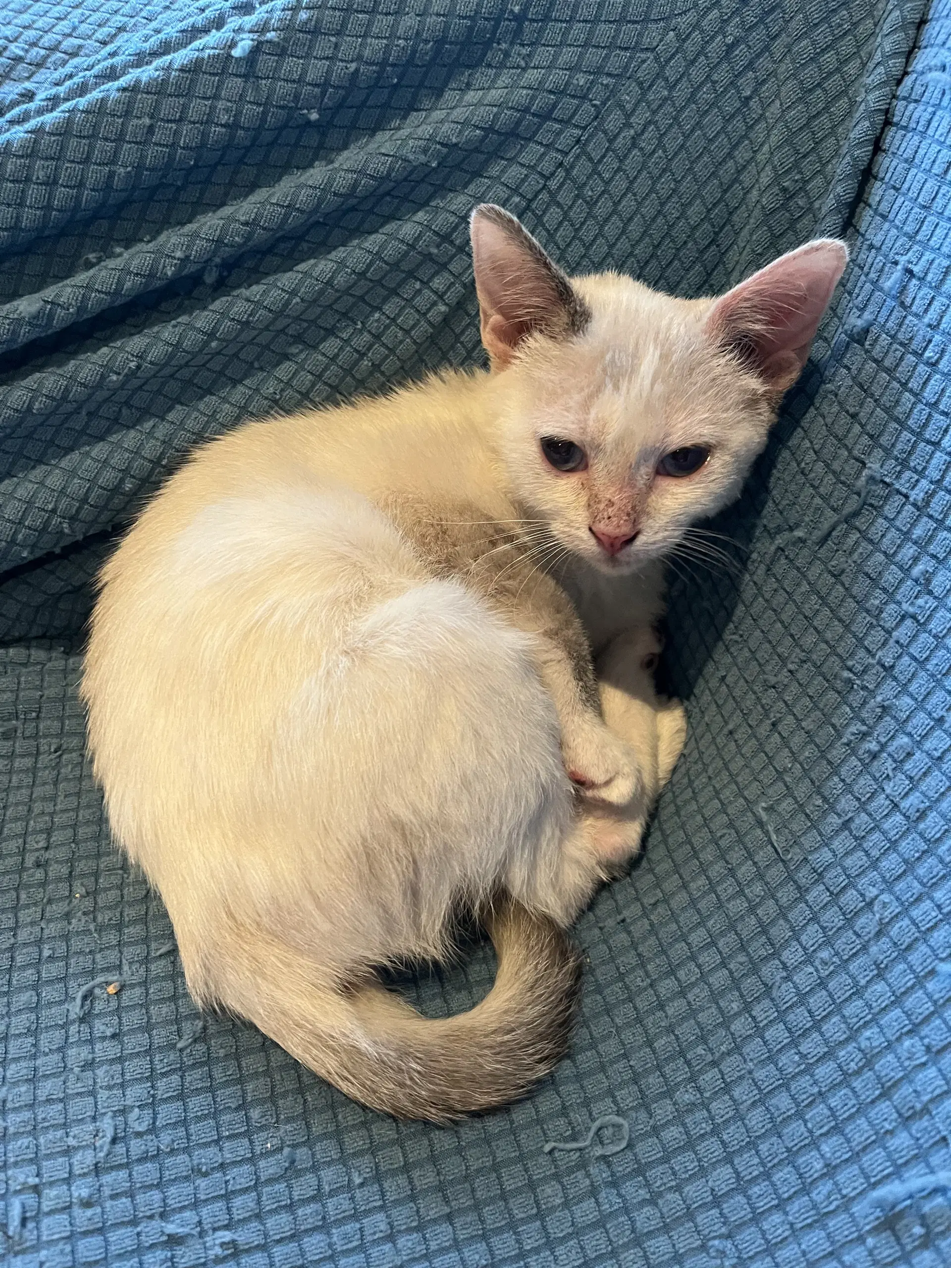 Milky - Snowshoe