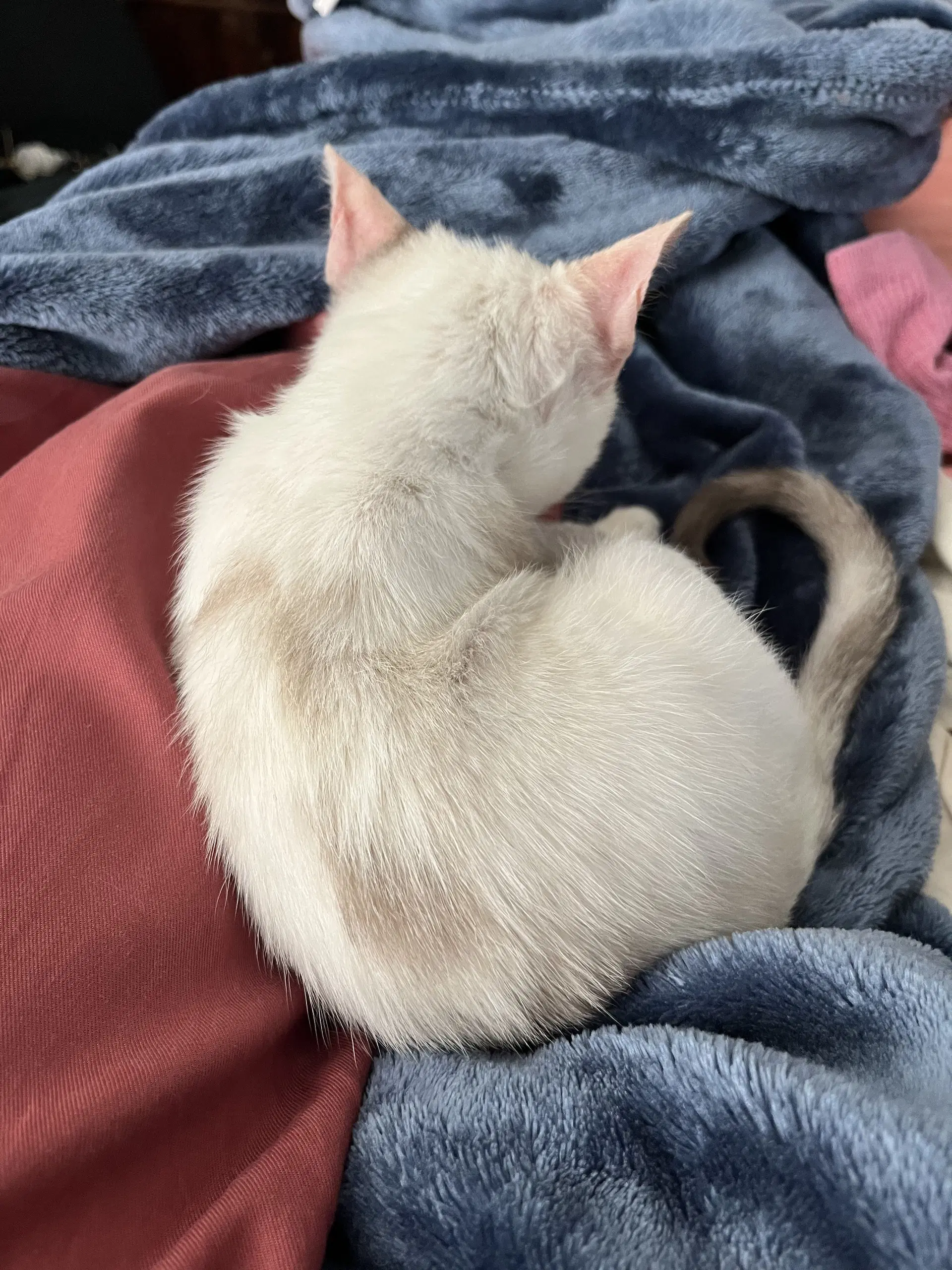 Milky image 4
