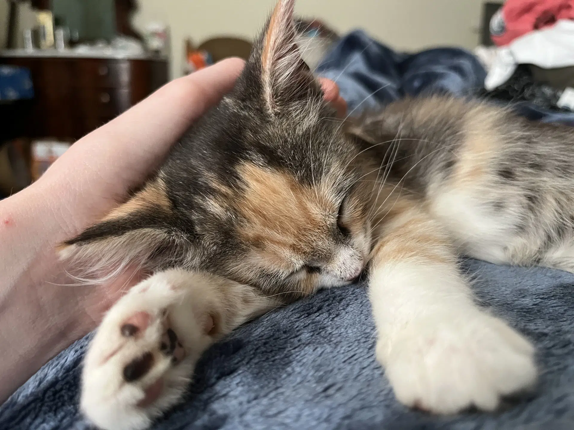 Nutella - Domestic Short Hair
