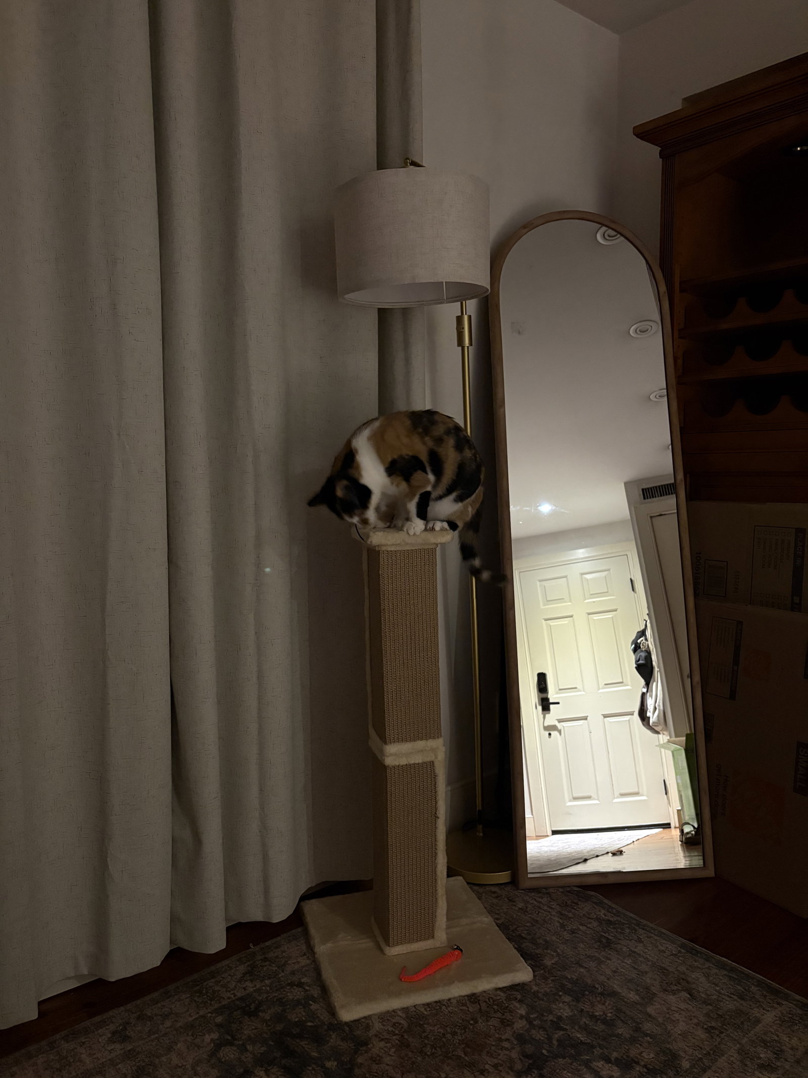 Flavia, photo 3