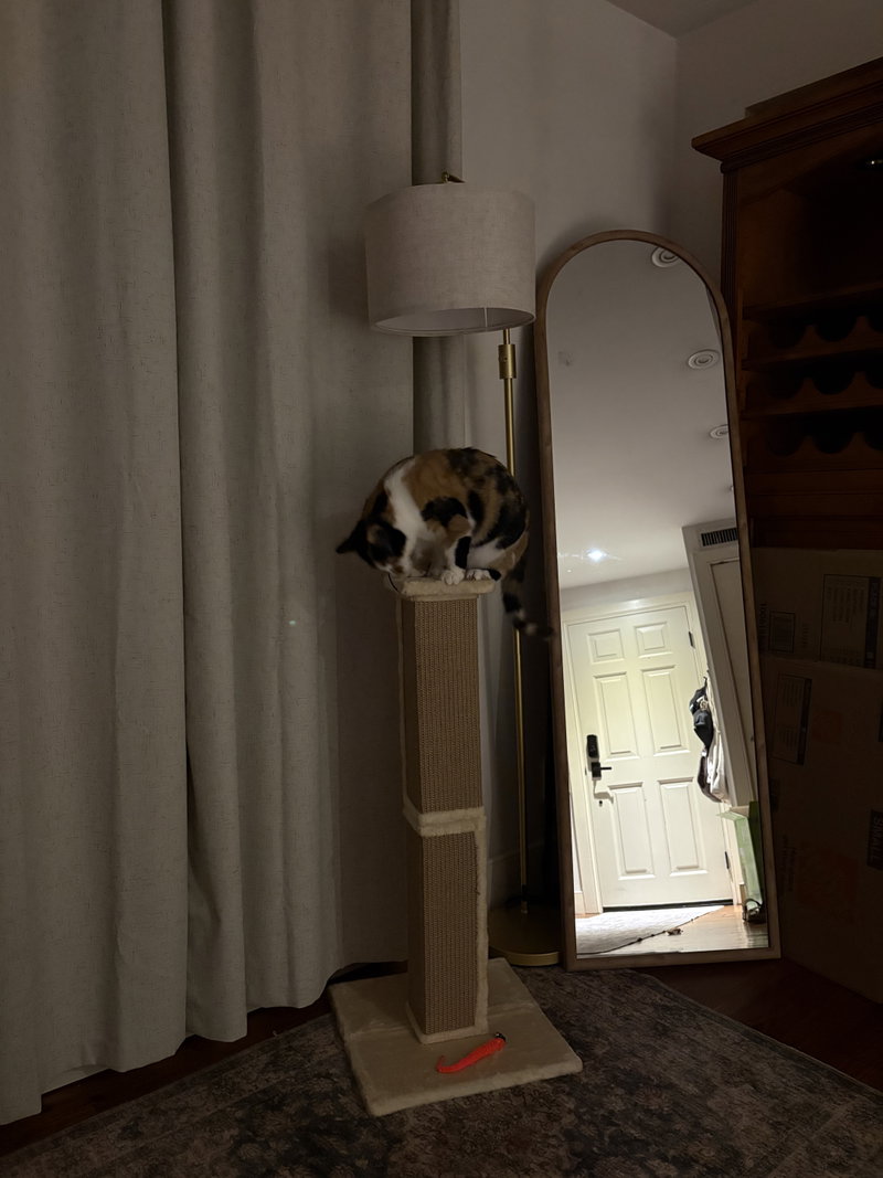 Flavia, photo 3