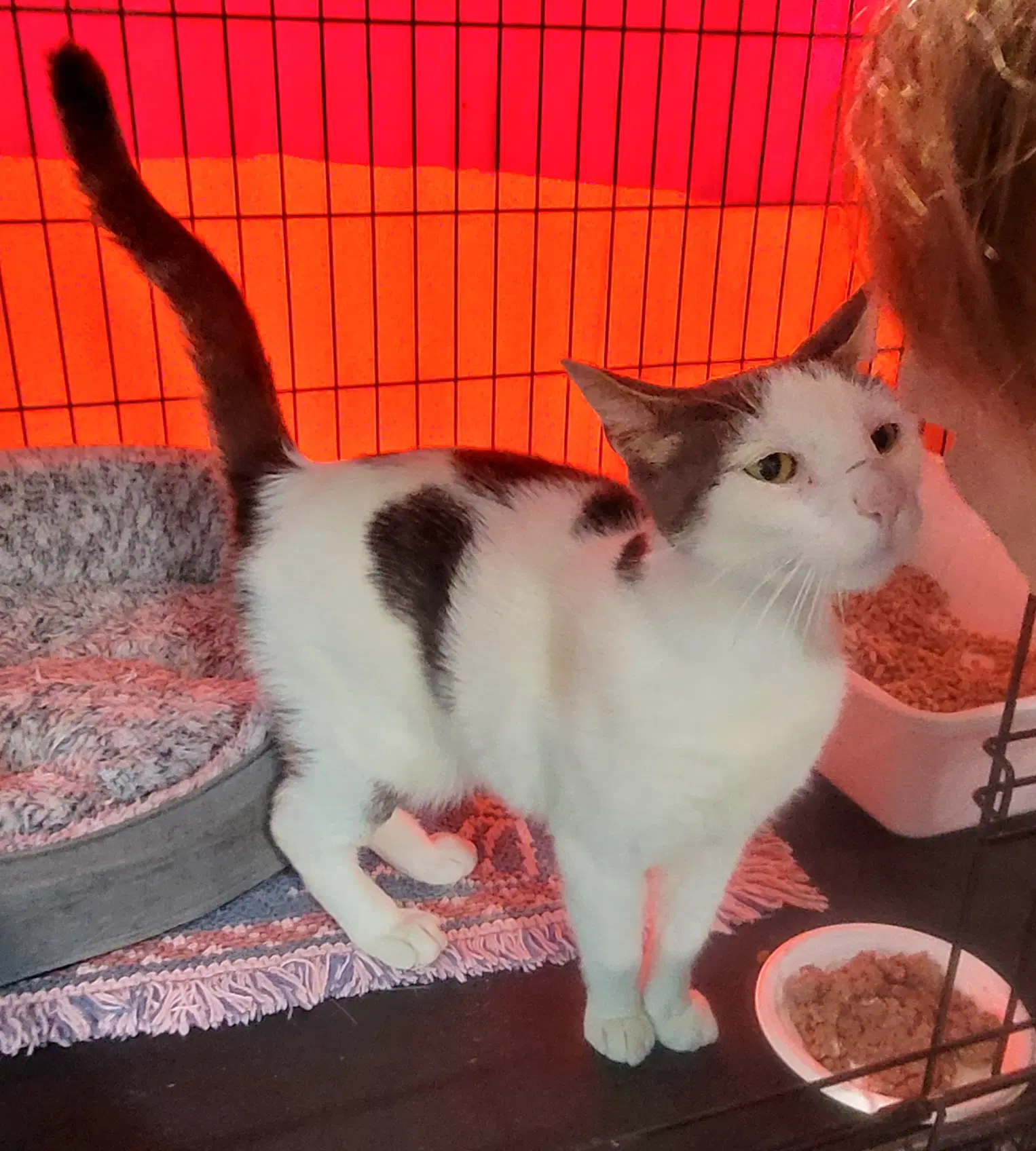 General - Domestic Short Hair