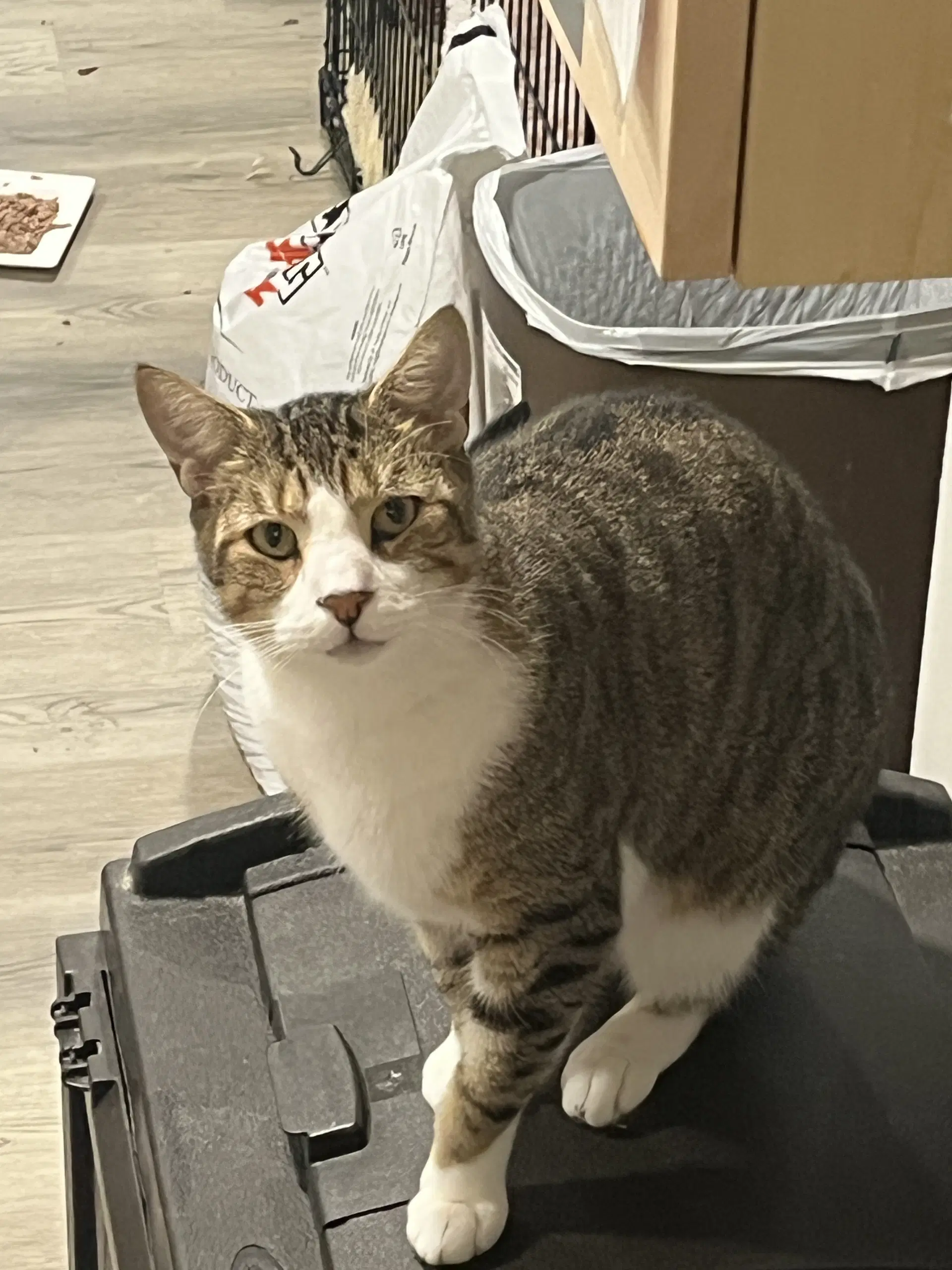 Captain - Domestic Short Hair