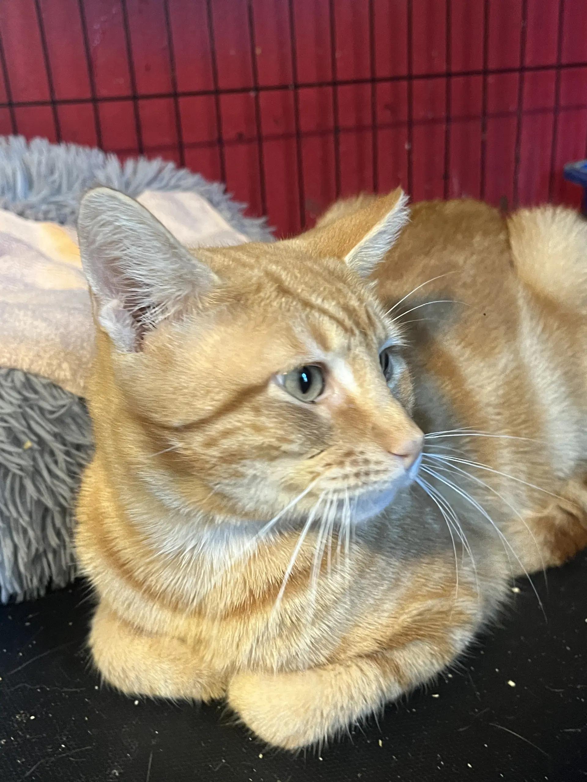 Oliver image 2