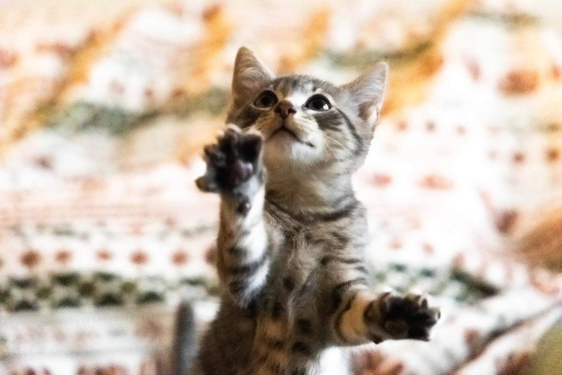 Lovebug - Domestic Short Hair