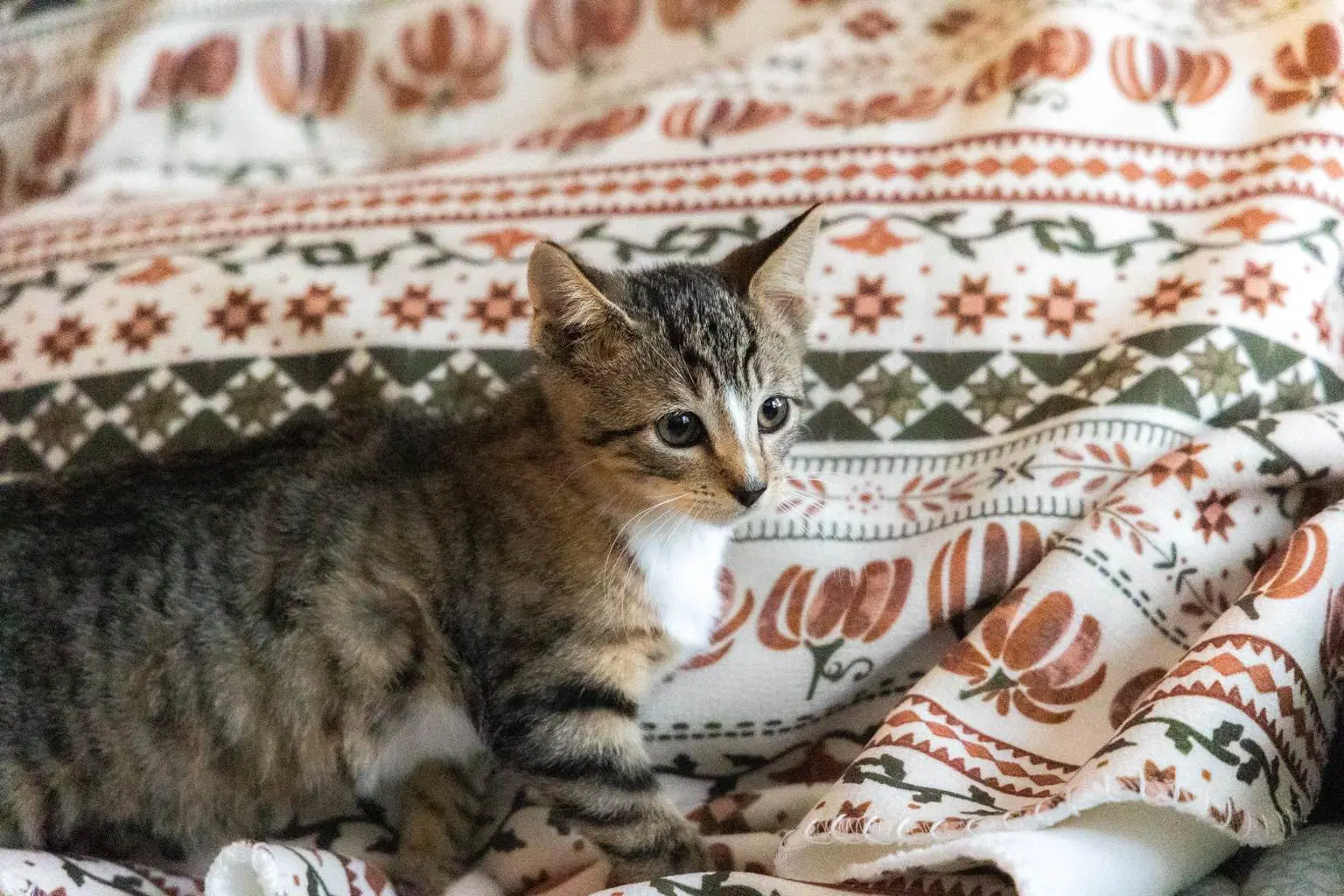 Sami - Domestic Short Hair