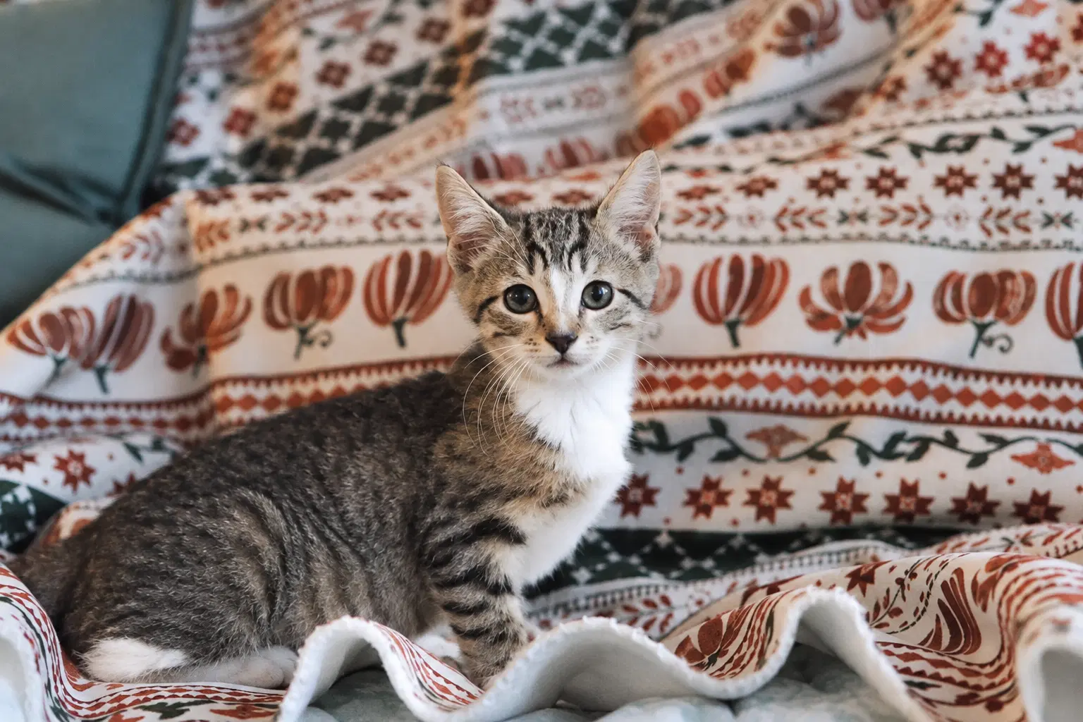 Sami image 2