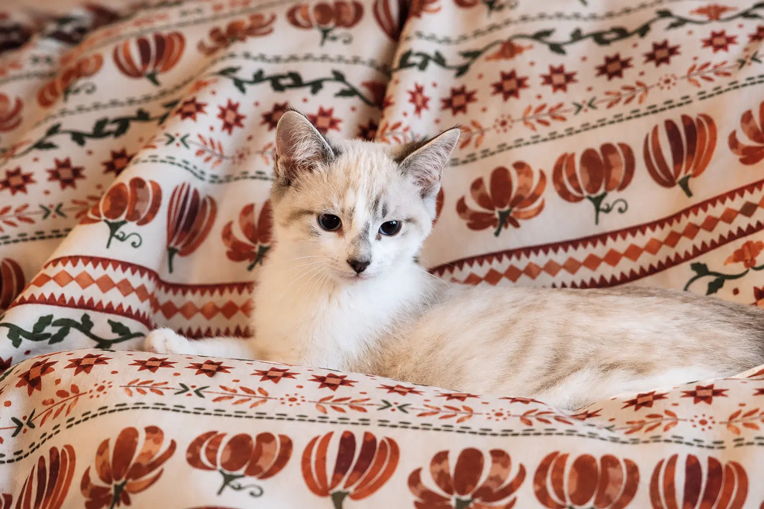 Pettie - Siamese