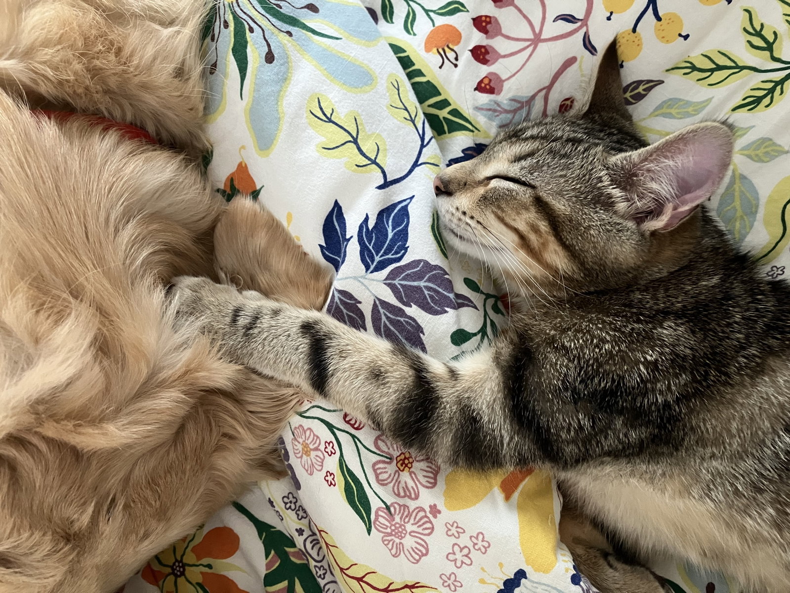 Shire, photo 2