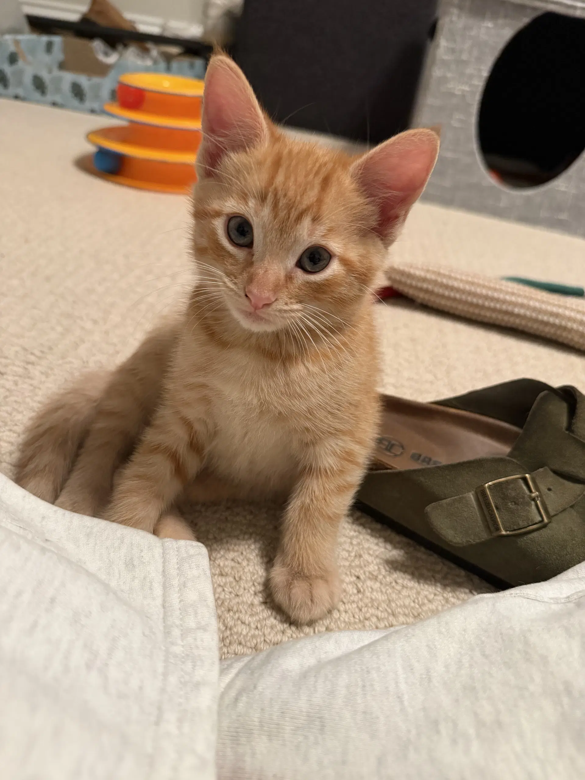 Pumpkin - Domestic Short Hair