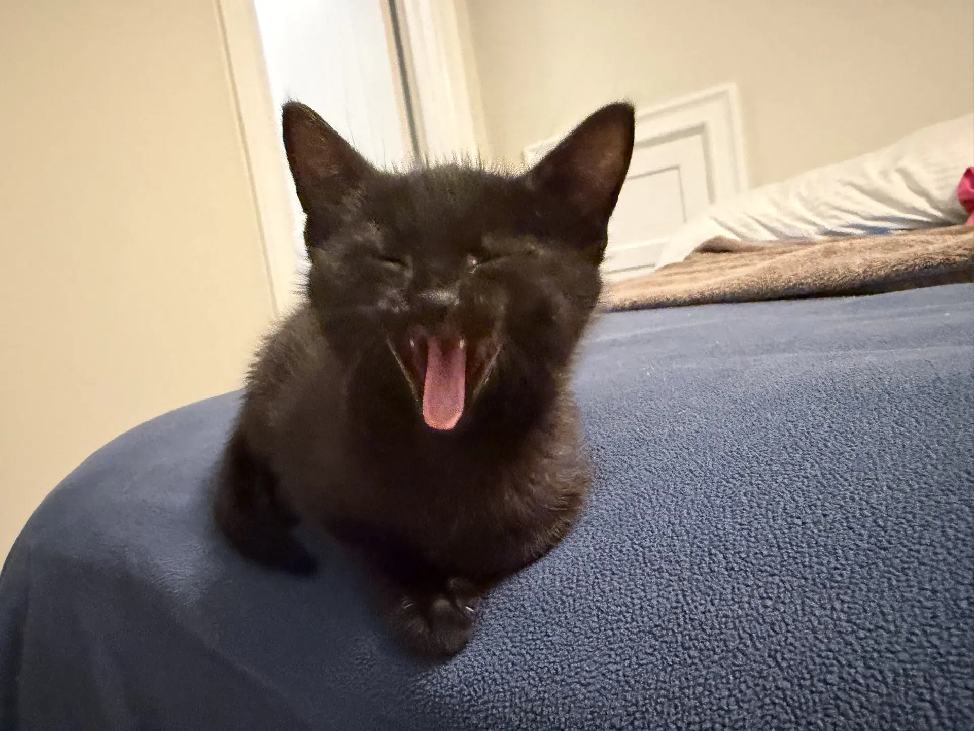 Pepper - Domestic Short Hair