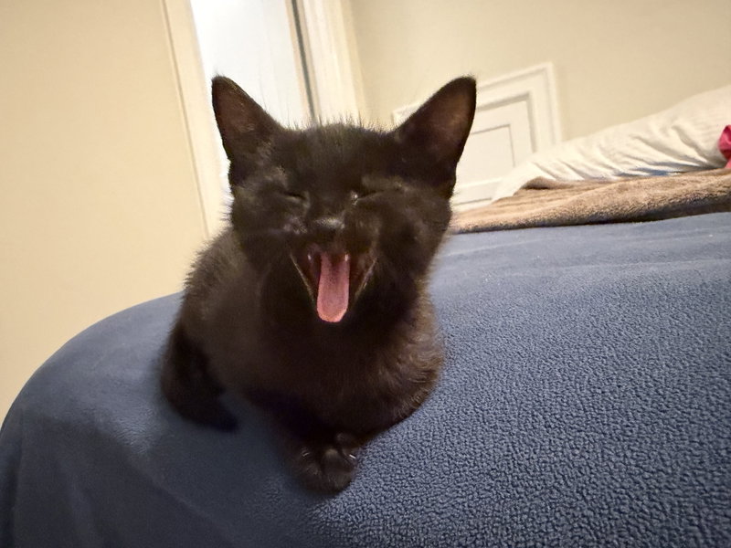 Pepper, a female kitten up for adoption