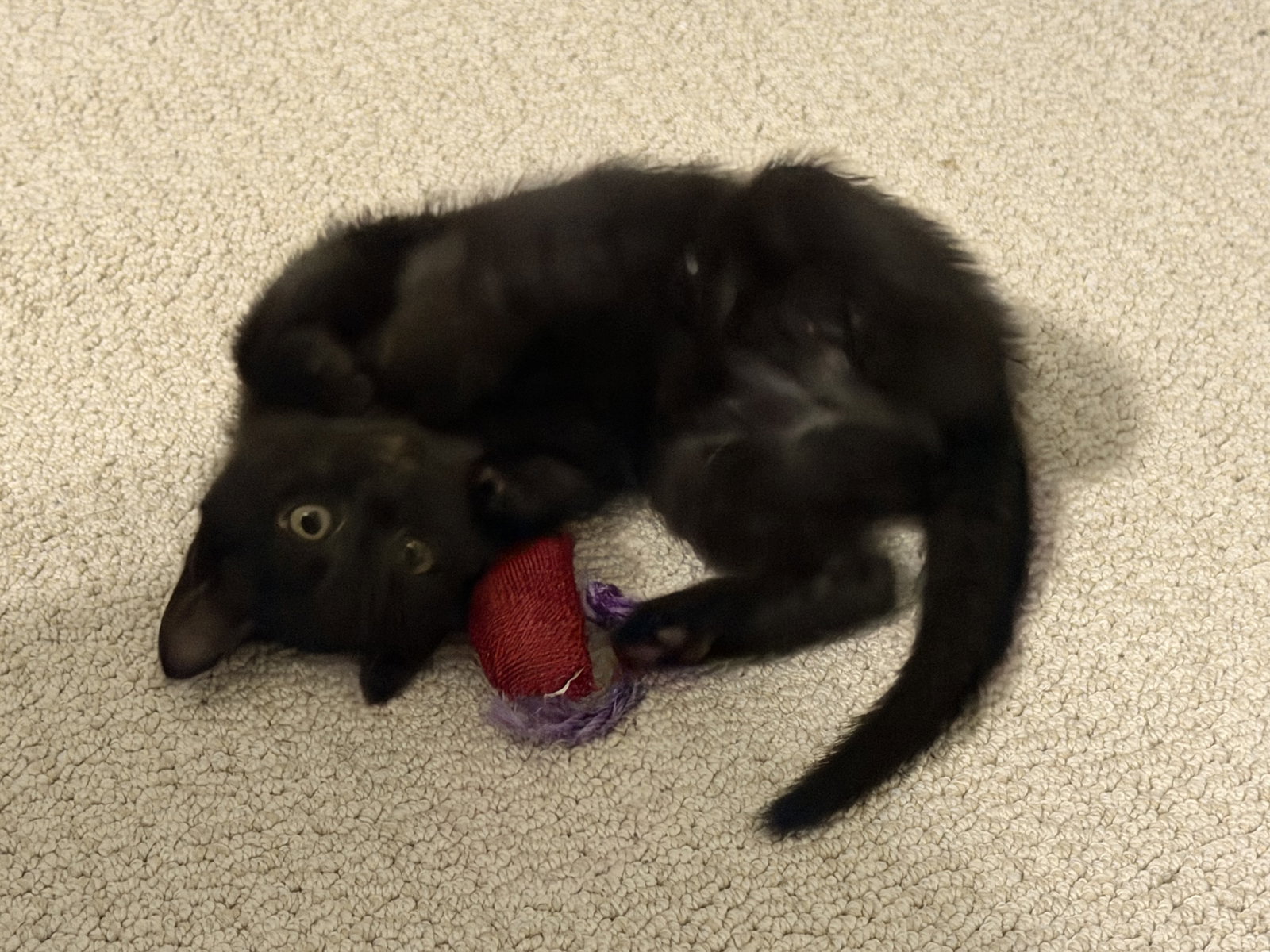 Pepper, photo 2