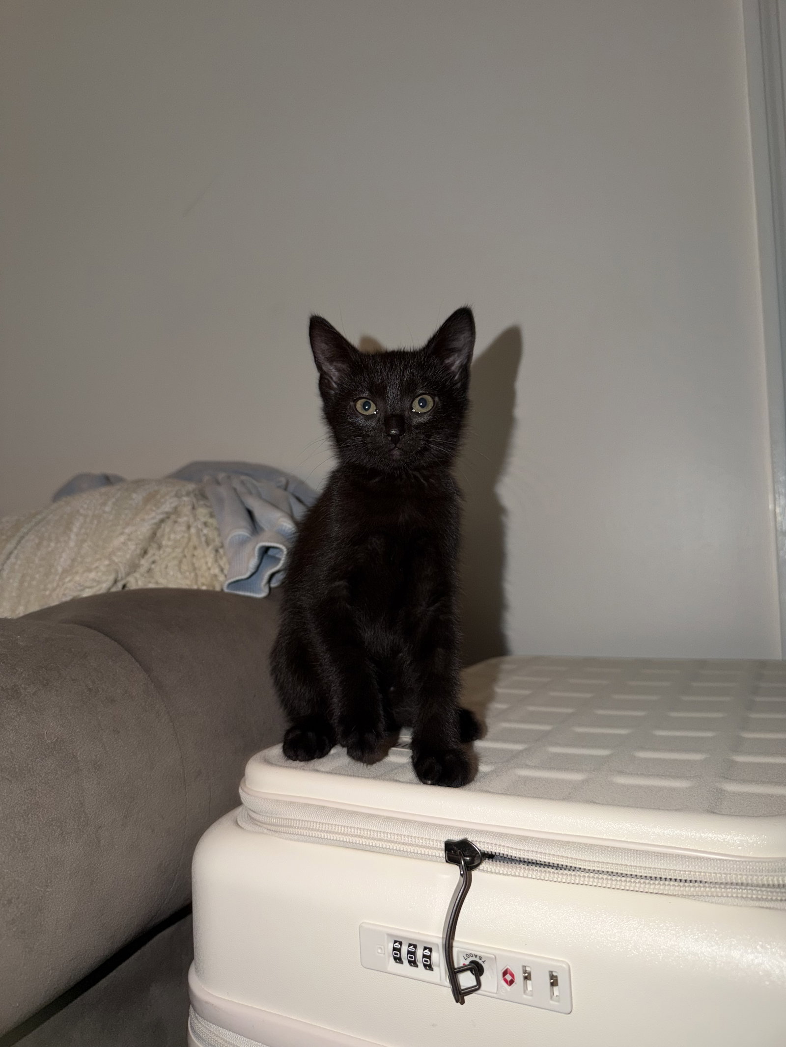 Pepper, photo 3