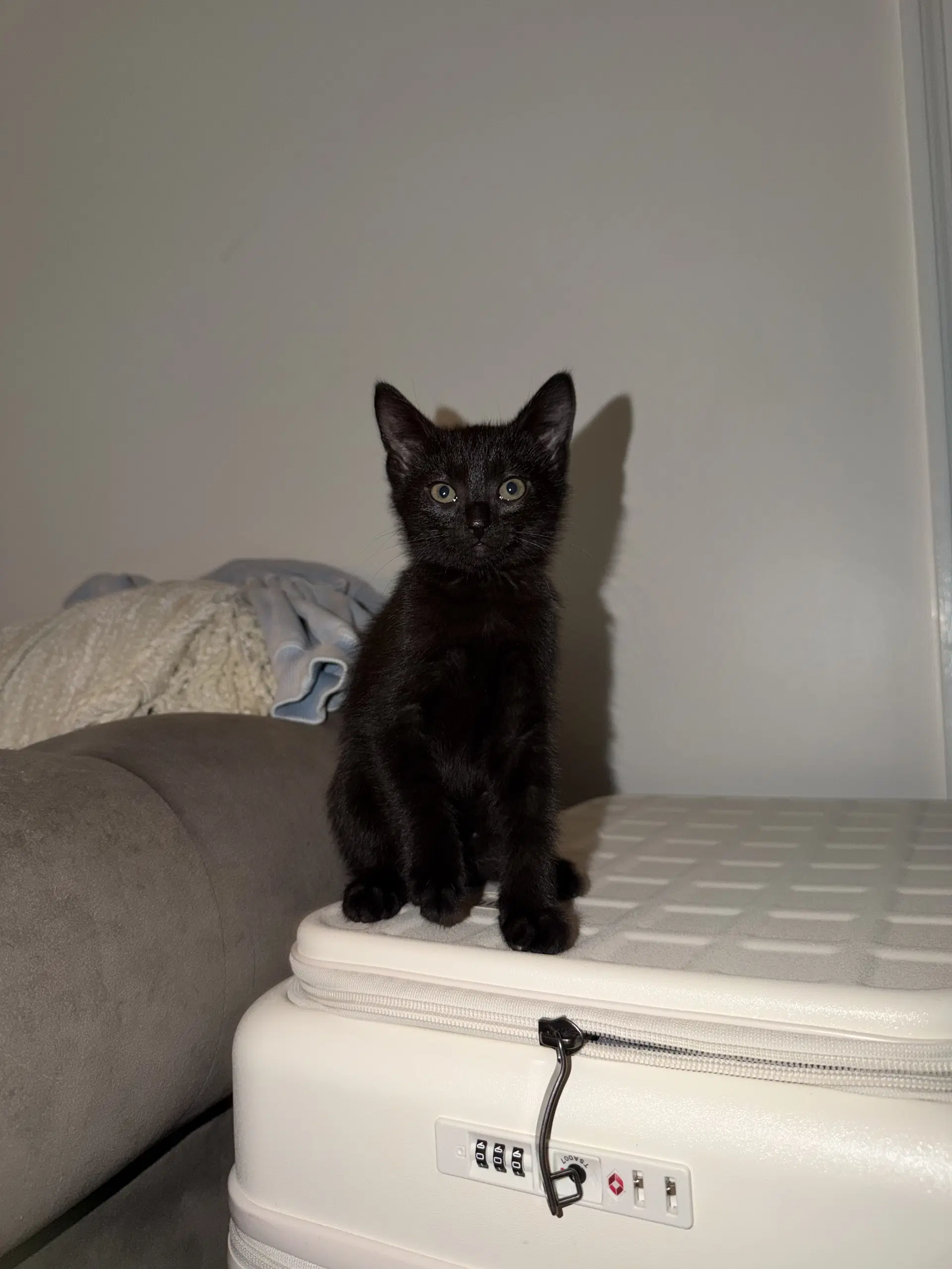 Pepper image 3
